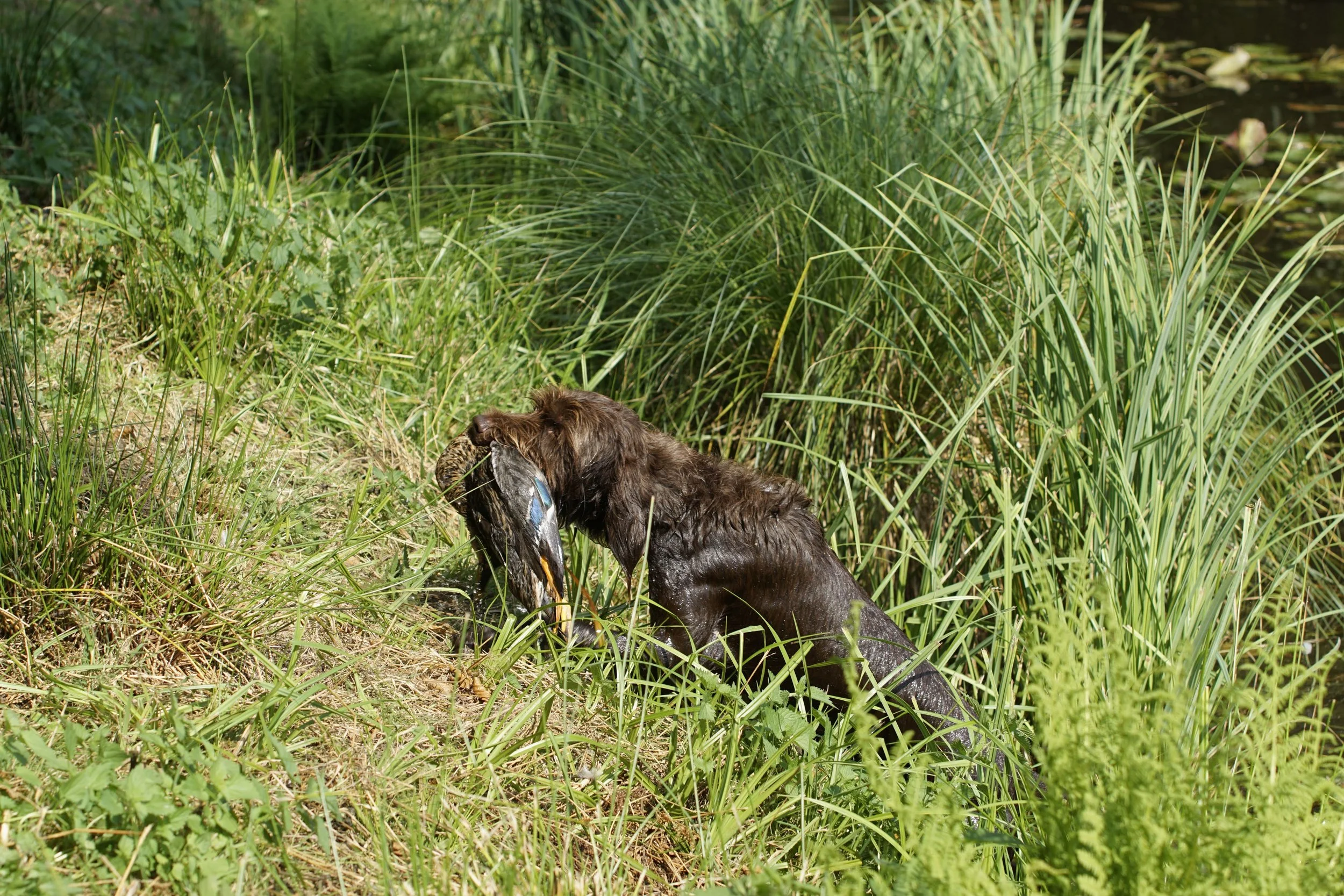 _DSC9433.JPG