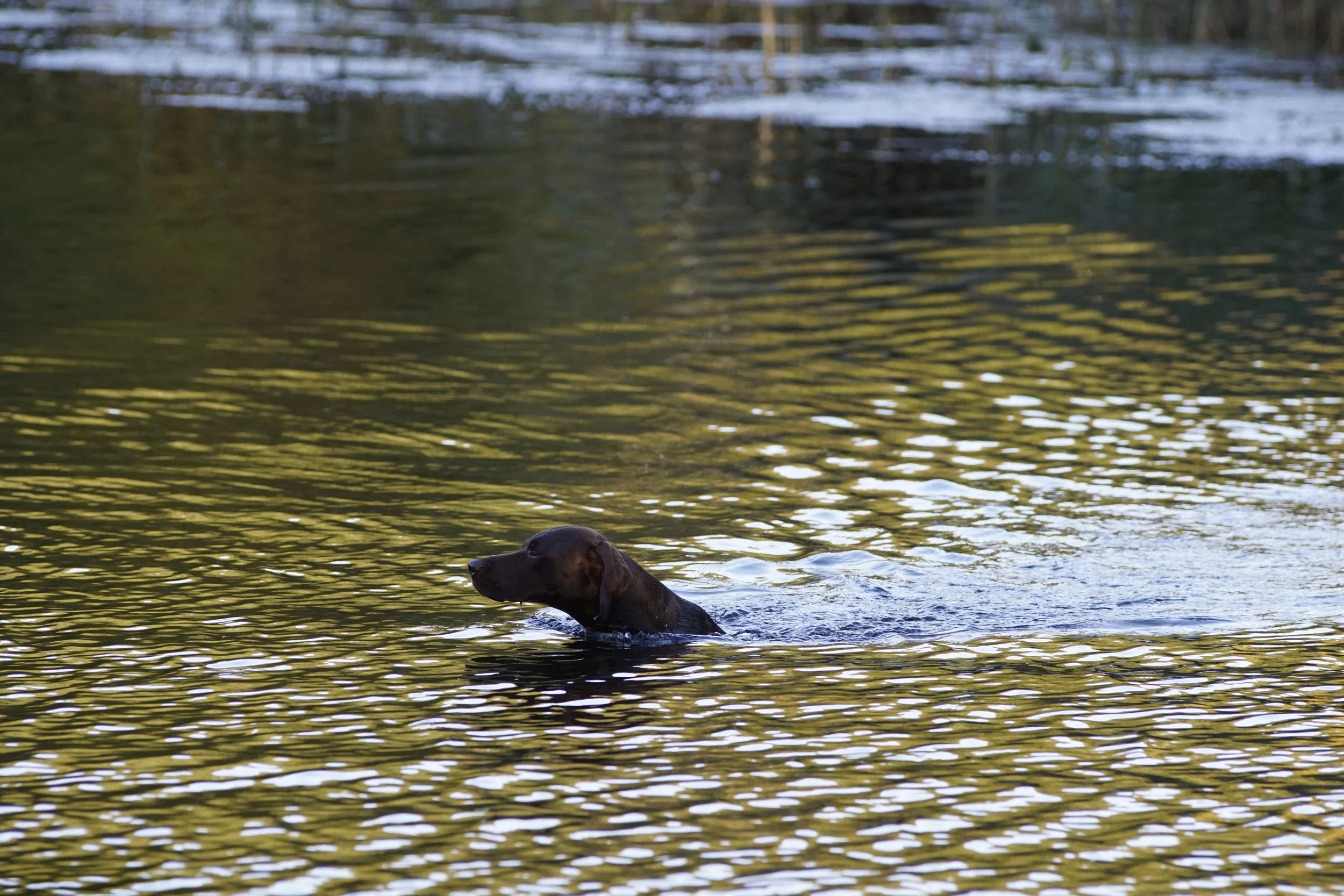 _DSC2736.JPG