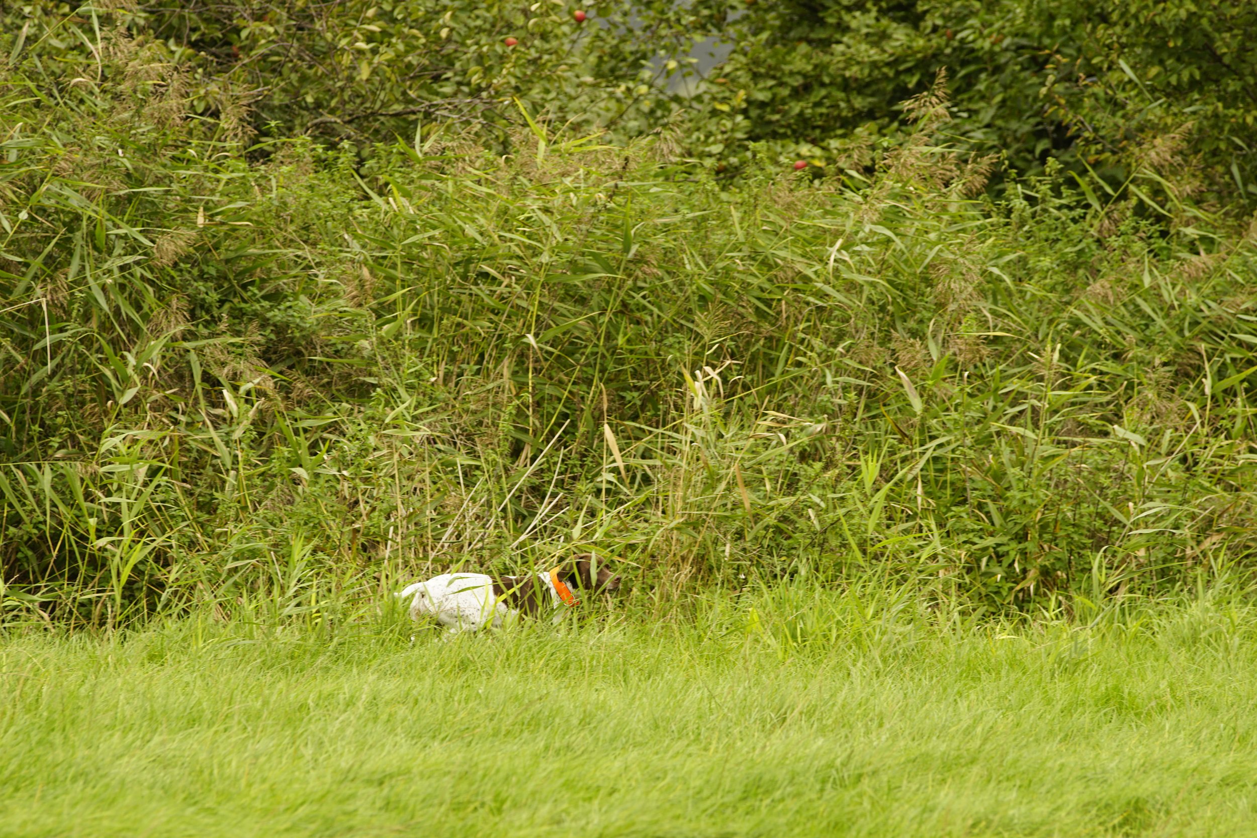 _DSC9242.JPG