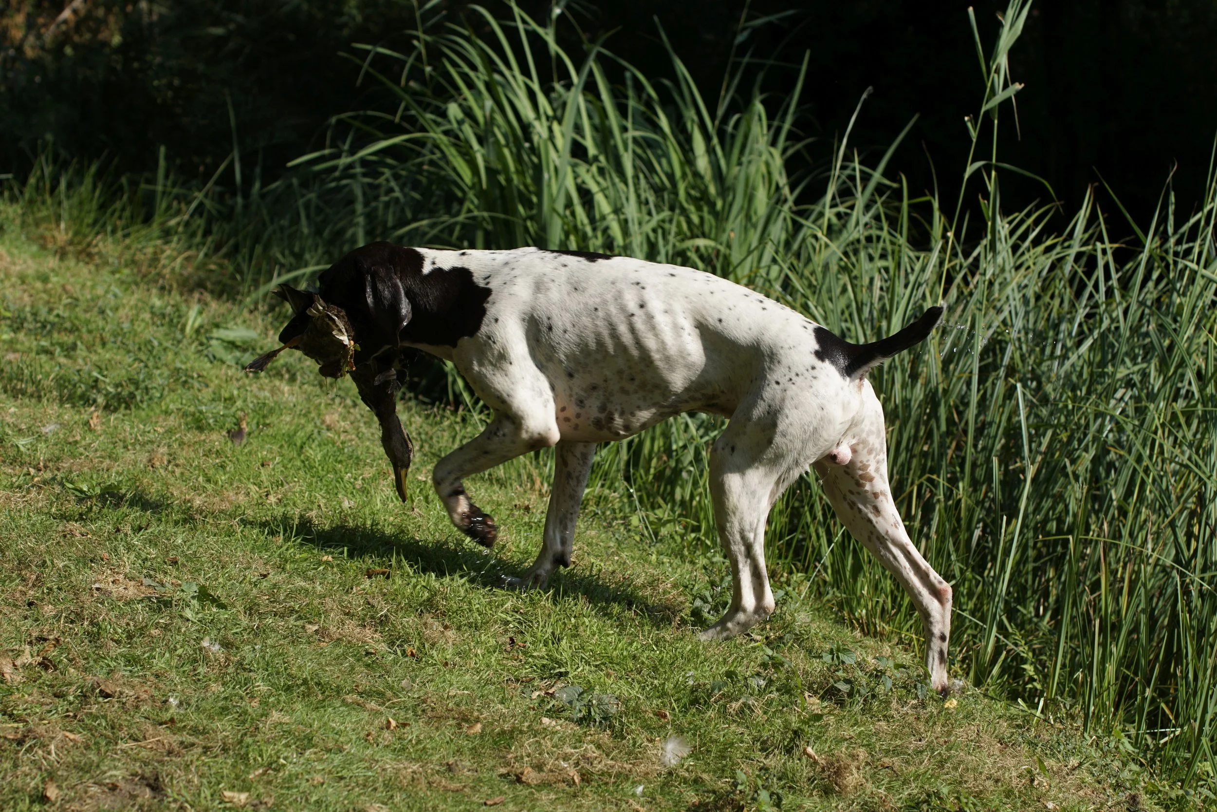 _DSC9161.JPG
