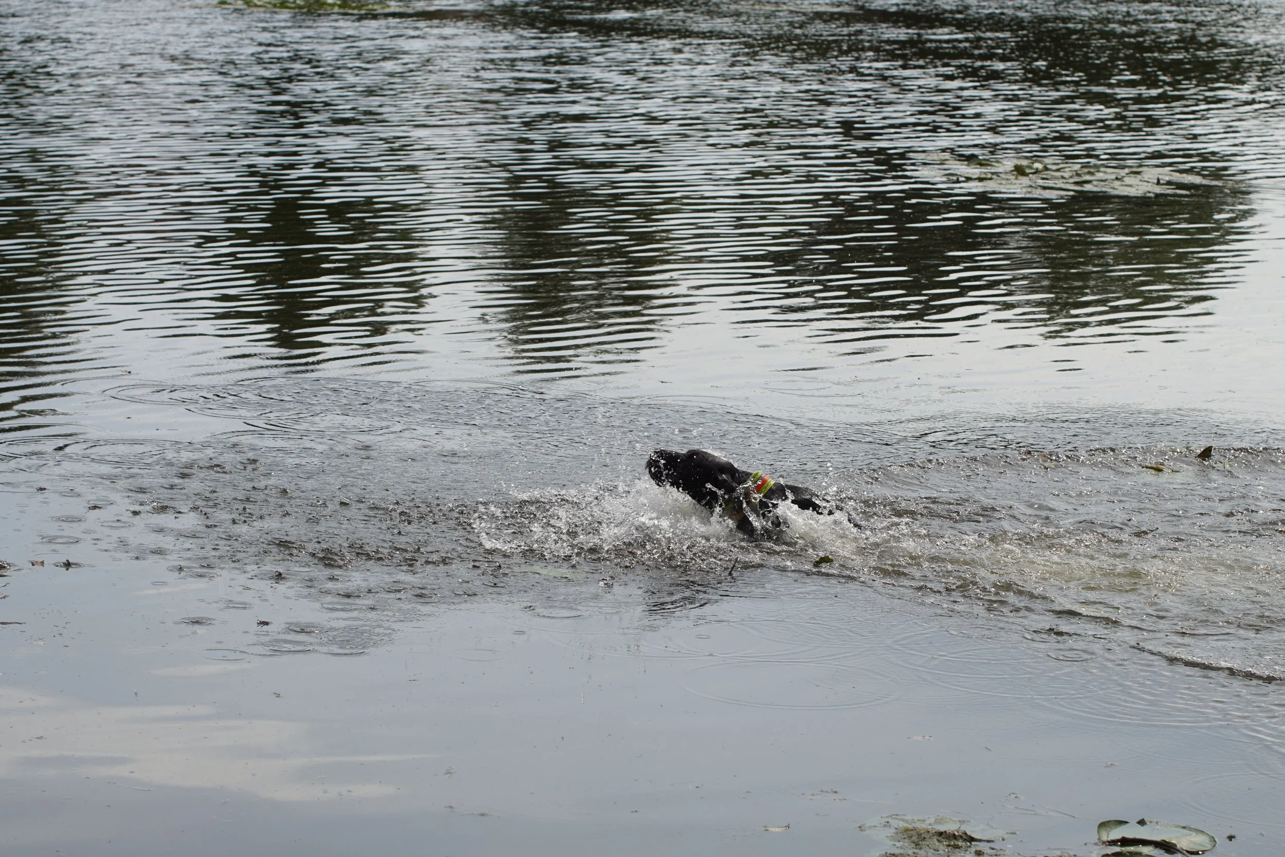 _DSC9557.JPG