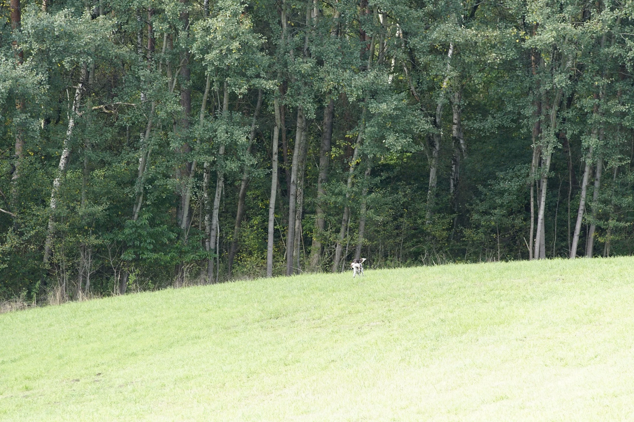 _DSC3137.JPG