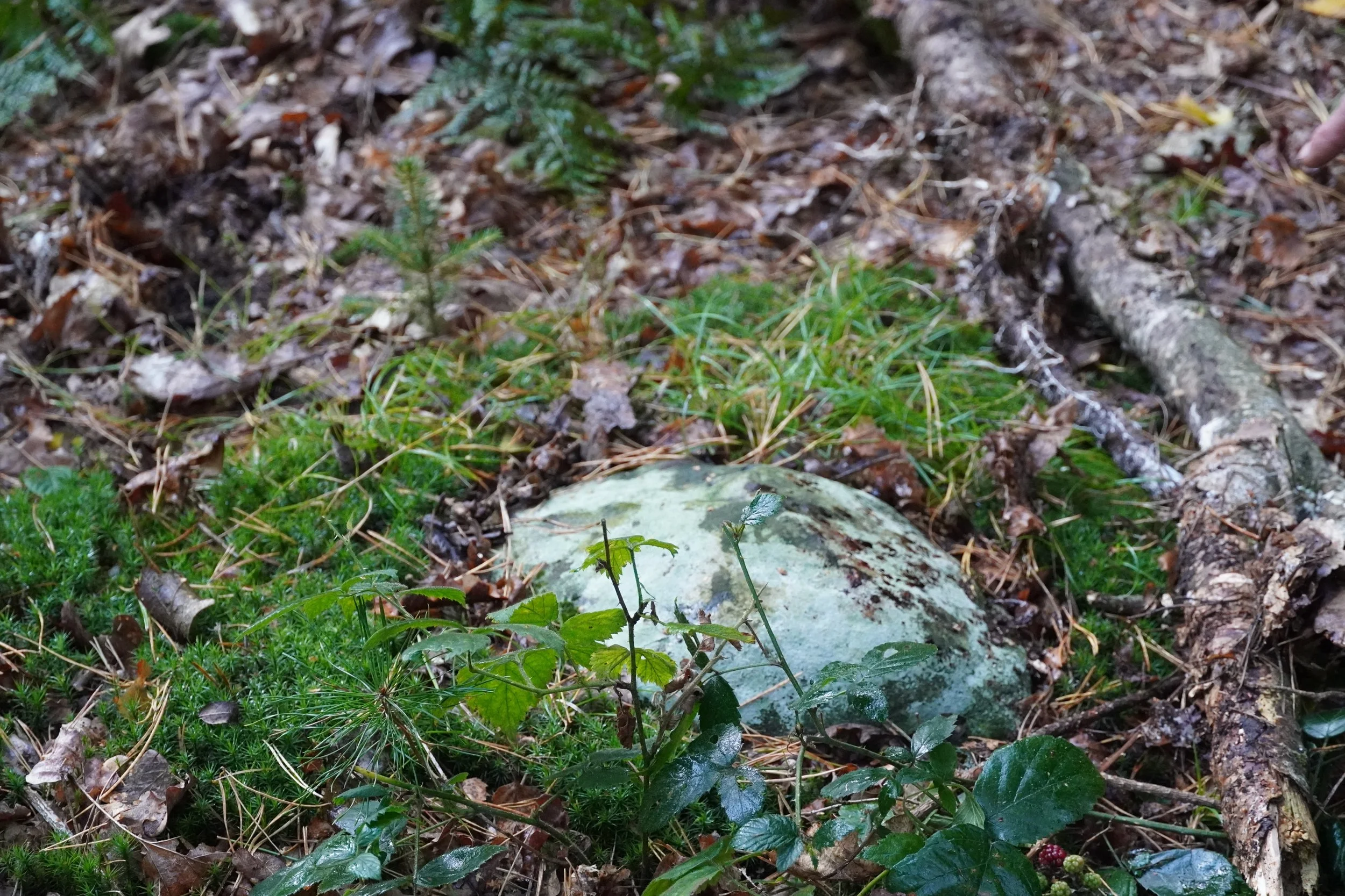 DSC01756.jpeg