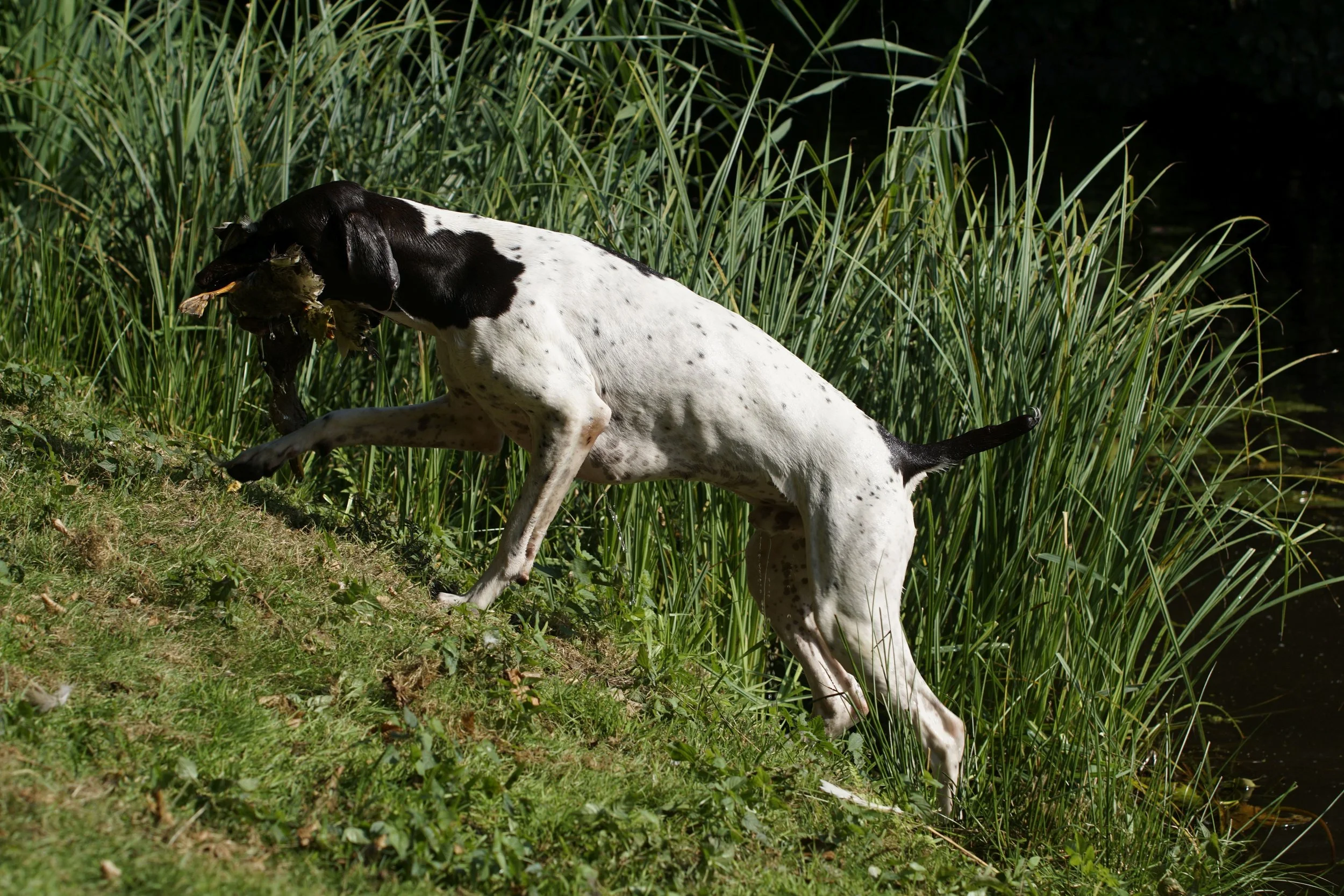 _DSC9160.JPG
