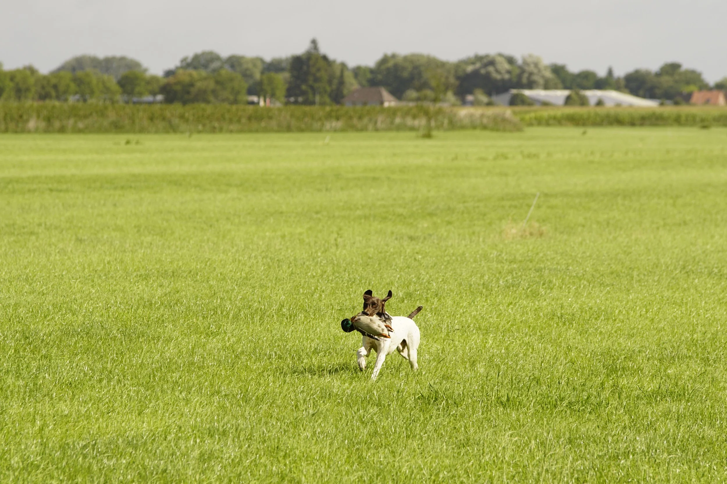 _DSC7803.JPG