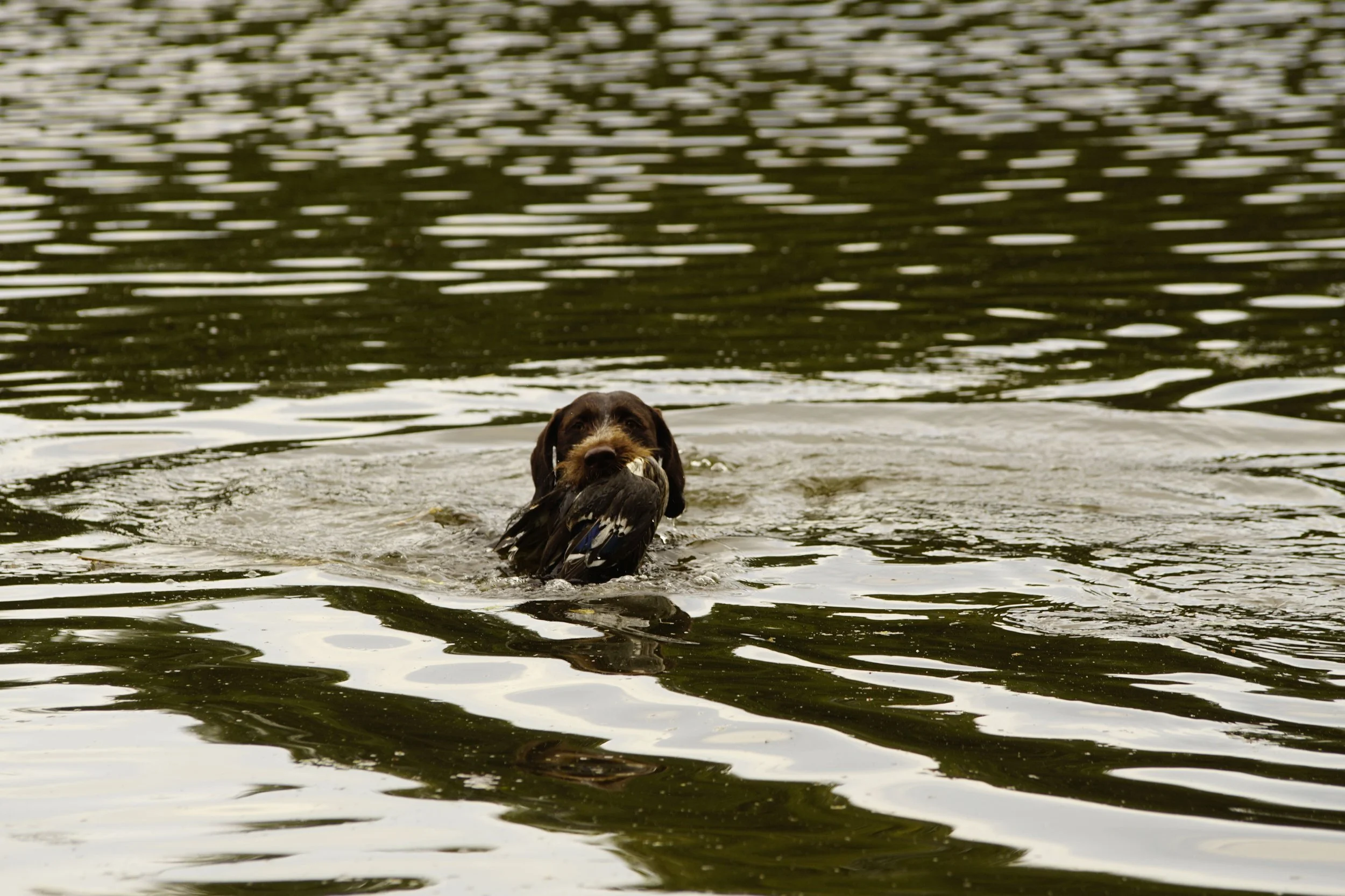 _DSC9746.JPG
