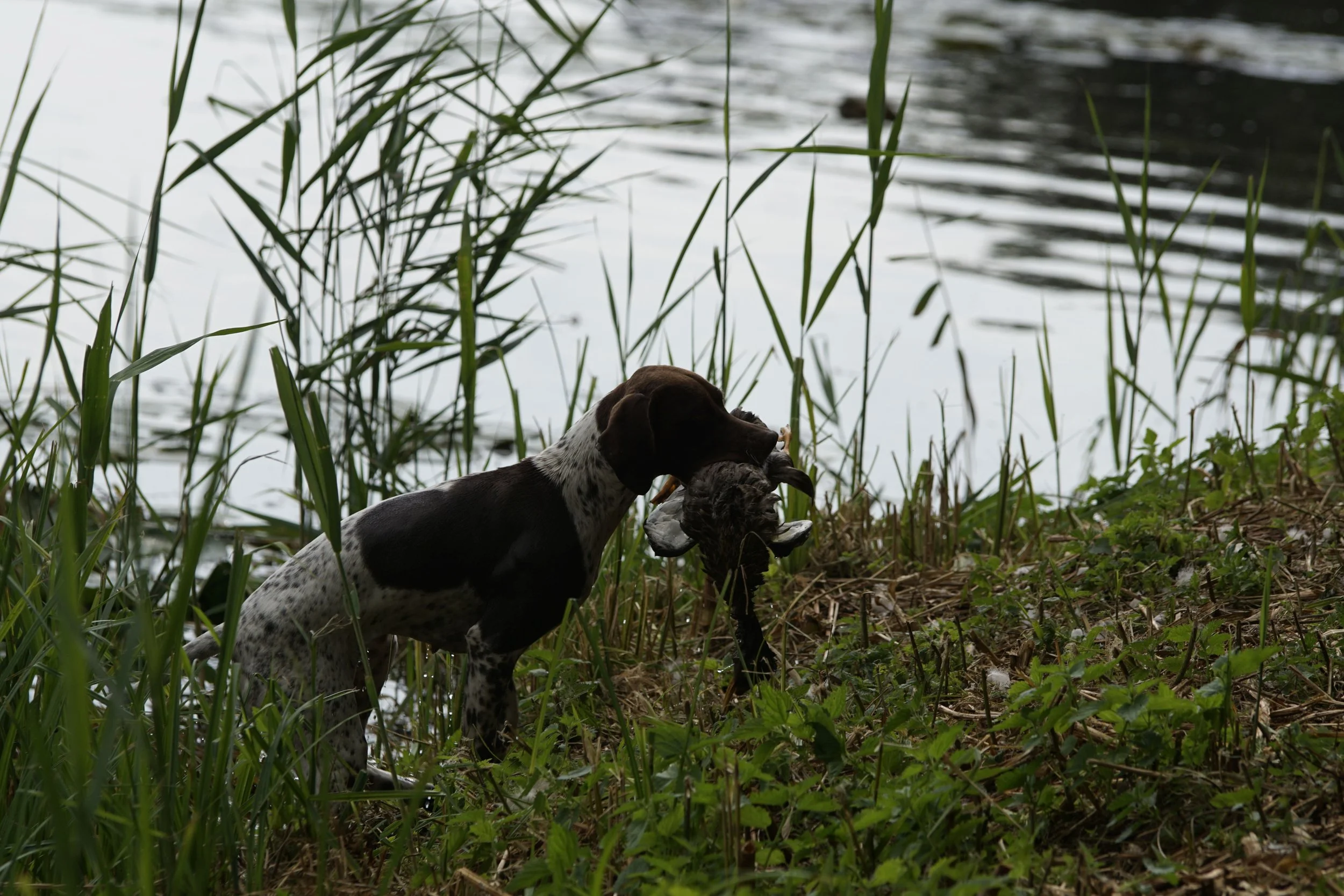 _DSC9659.JPG