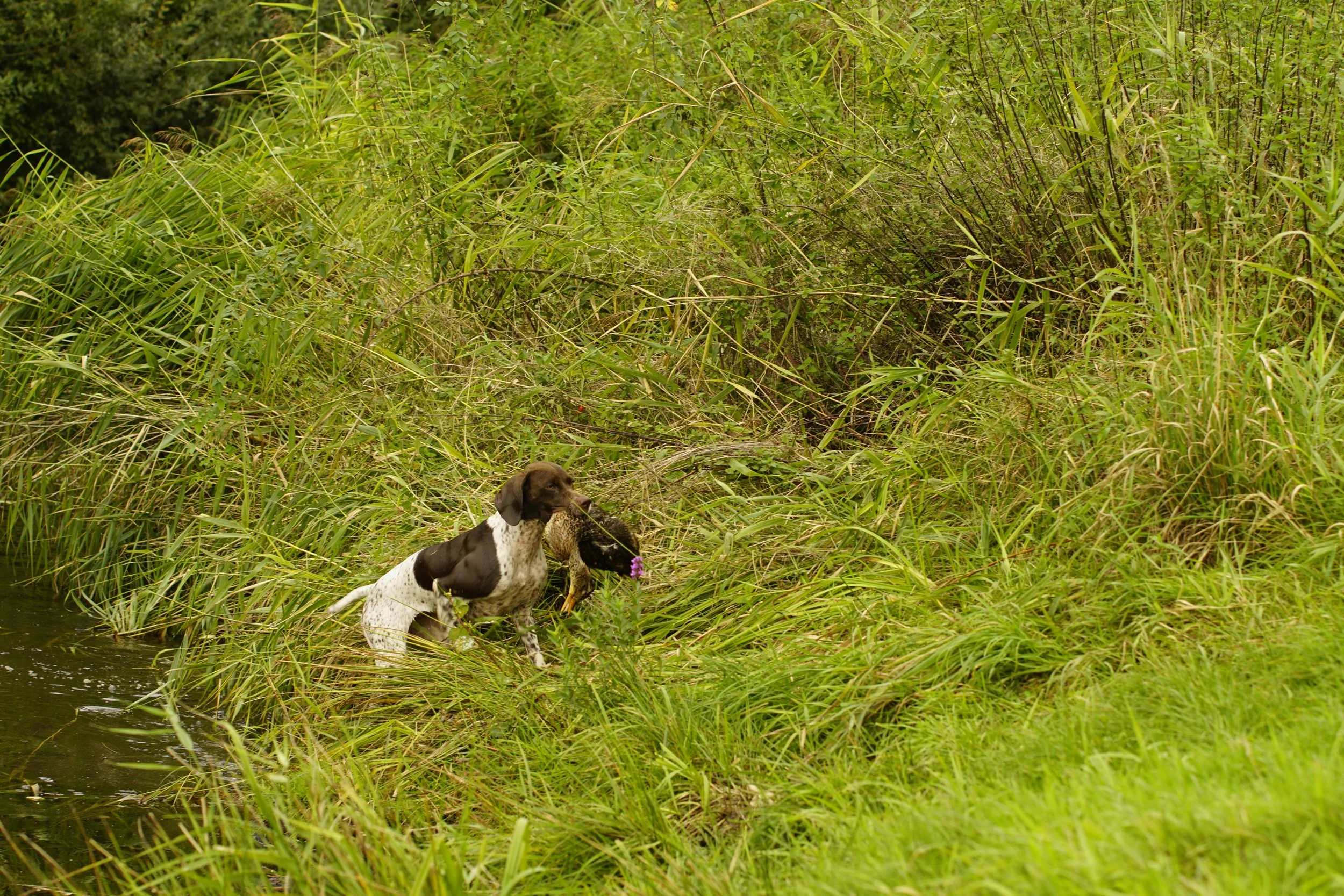 _DSC9044.JPG