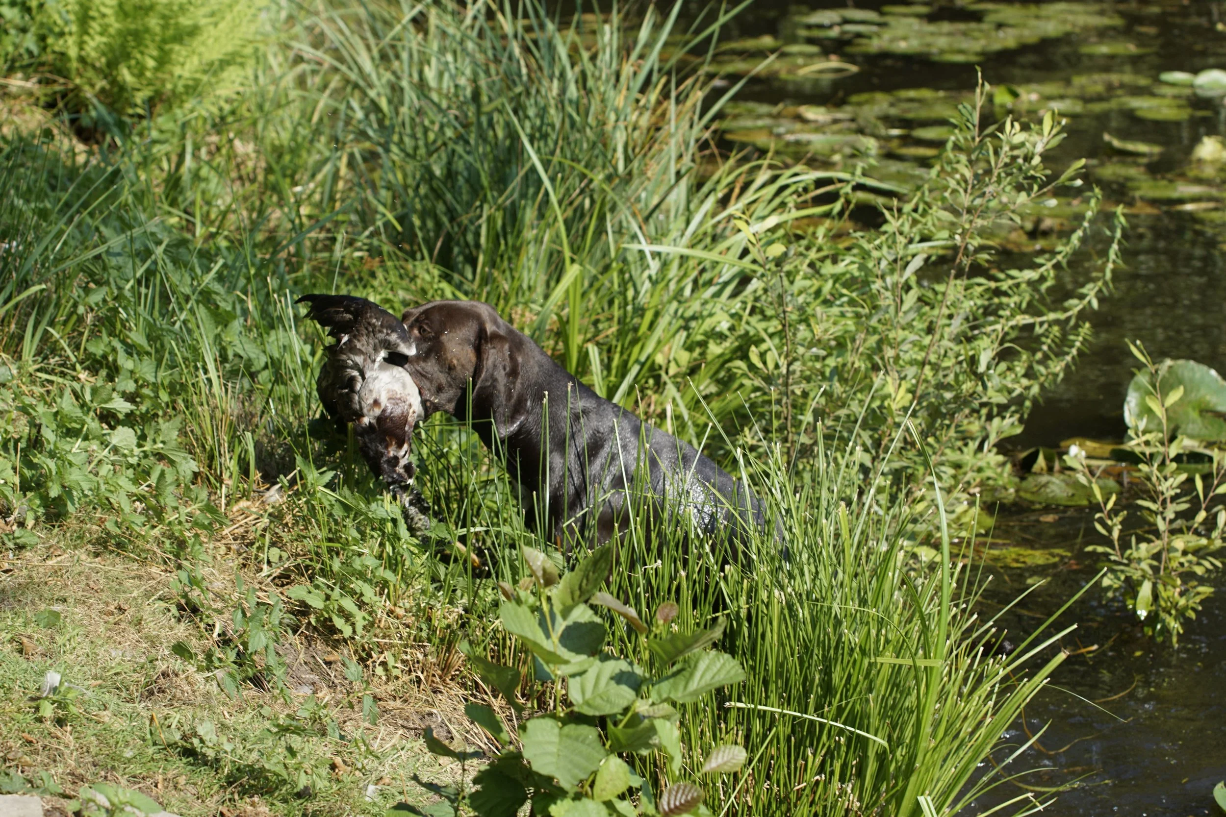 _DSC9341.JPG
