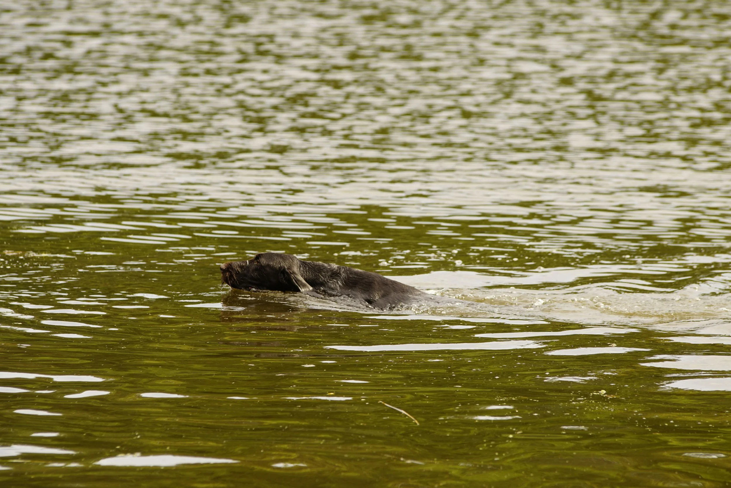 _DSC9601.JPG