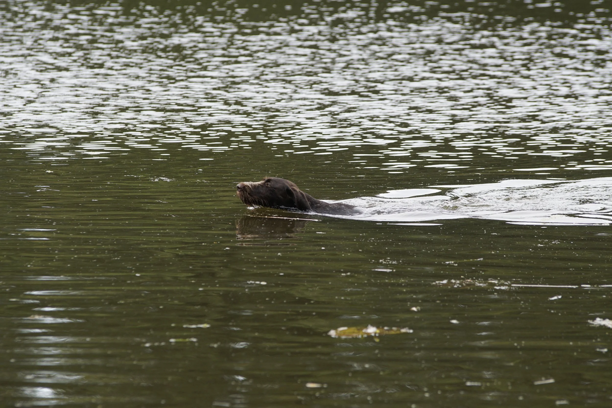 _DSC9778.JPG