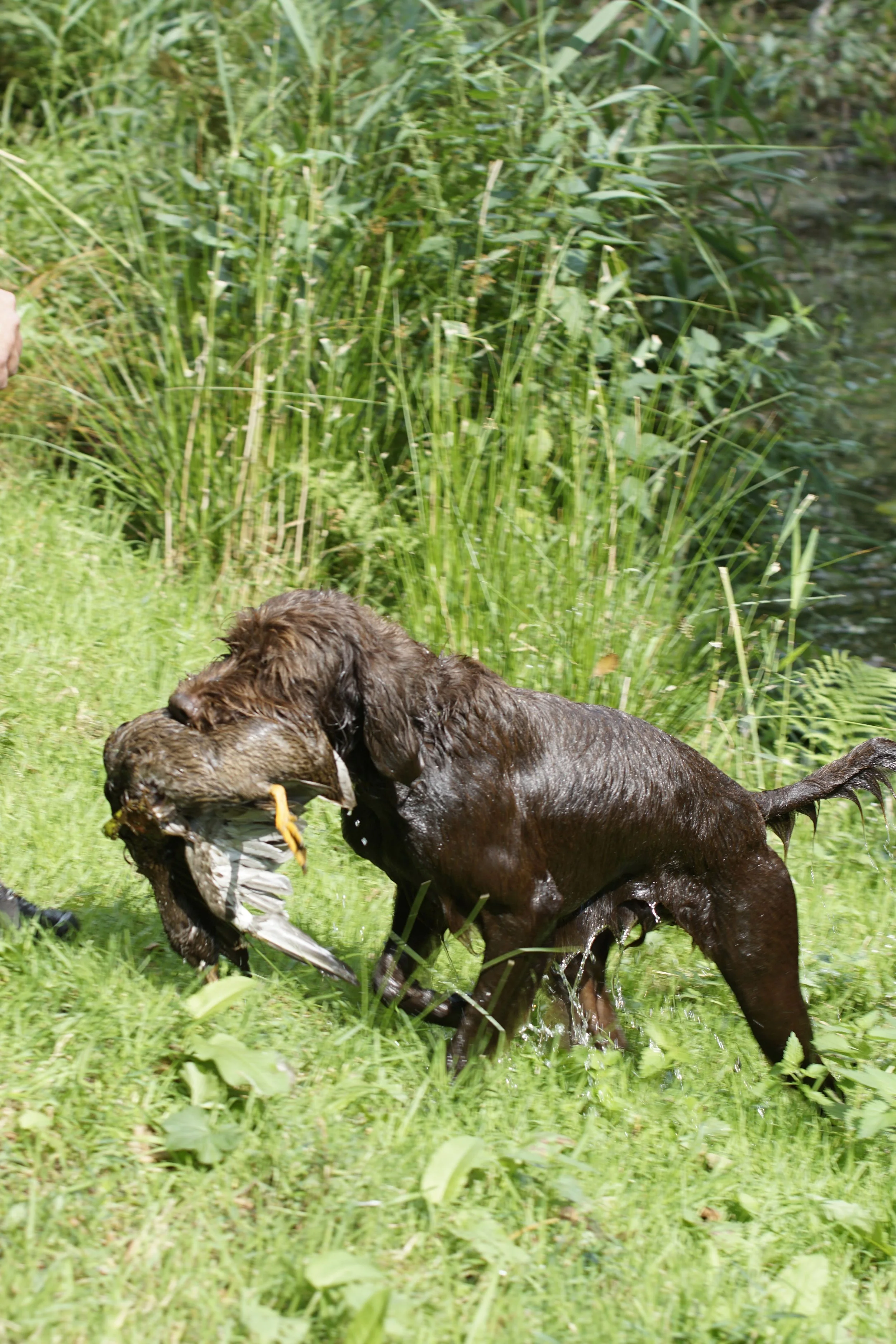 _DSC9468.JPG