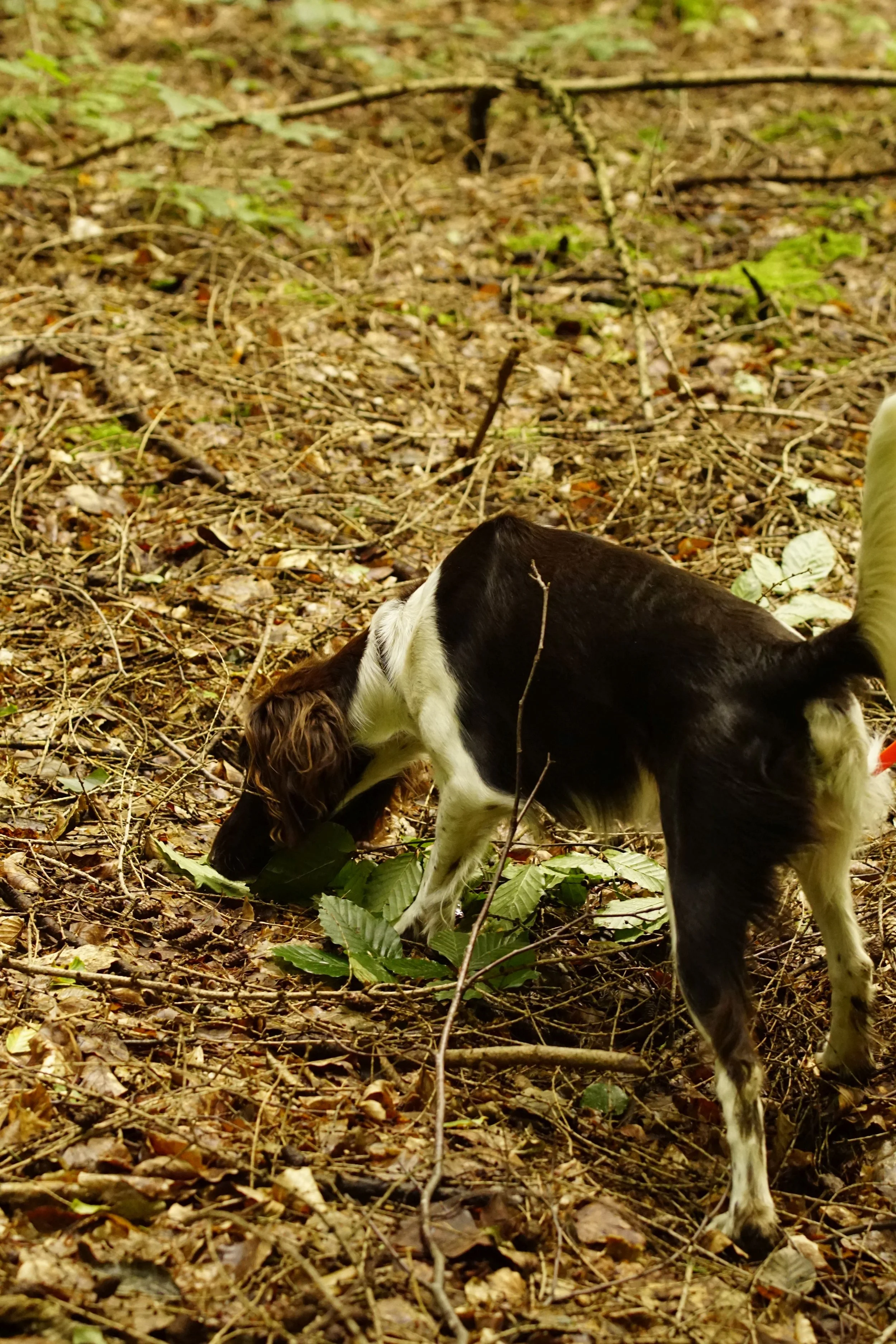 _DSC8376.JPG