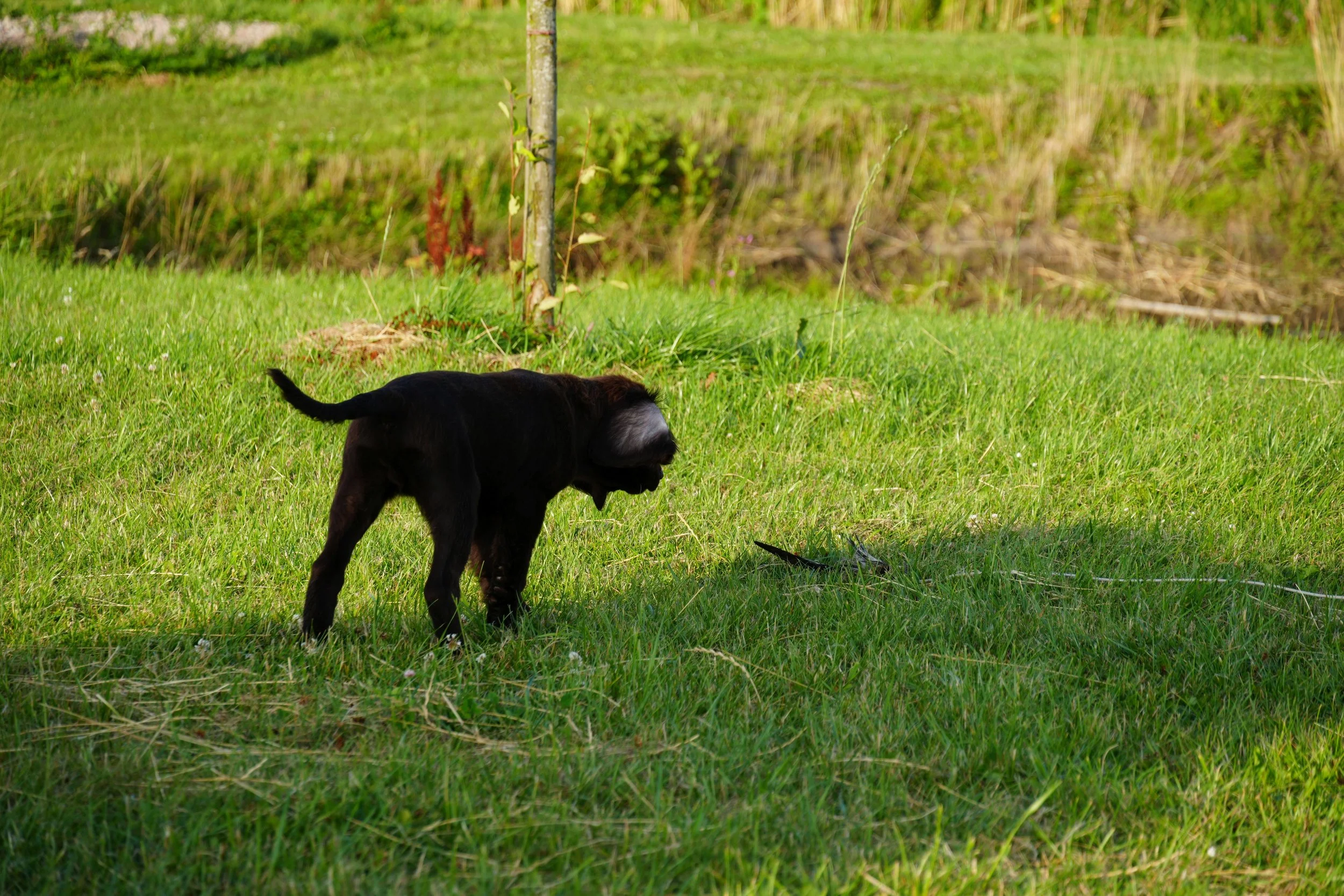 DSC09008.JPG