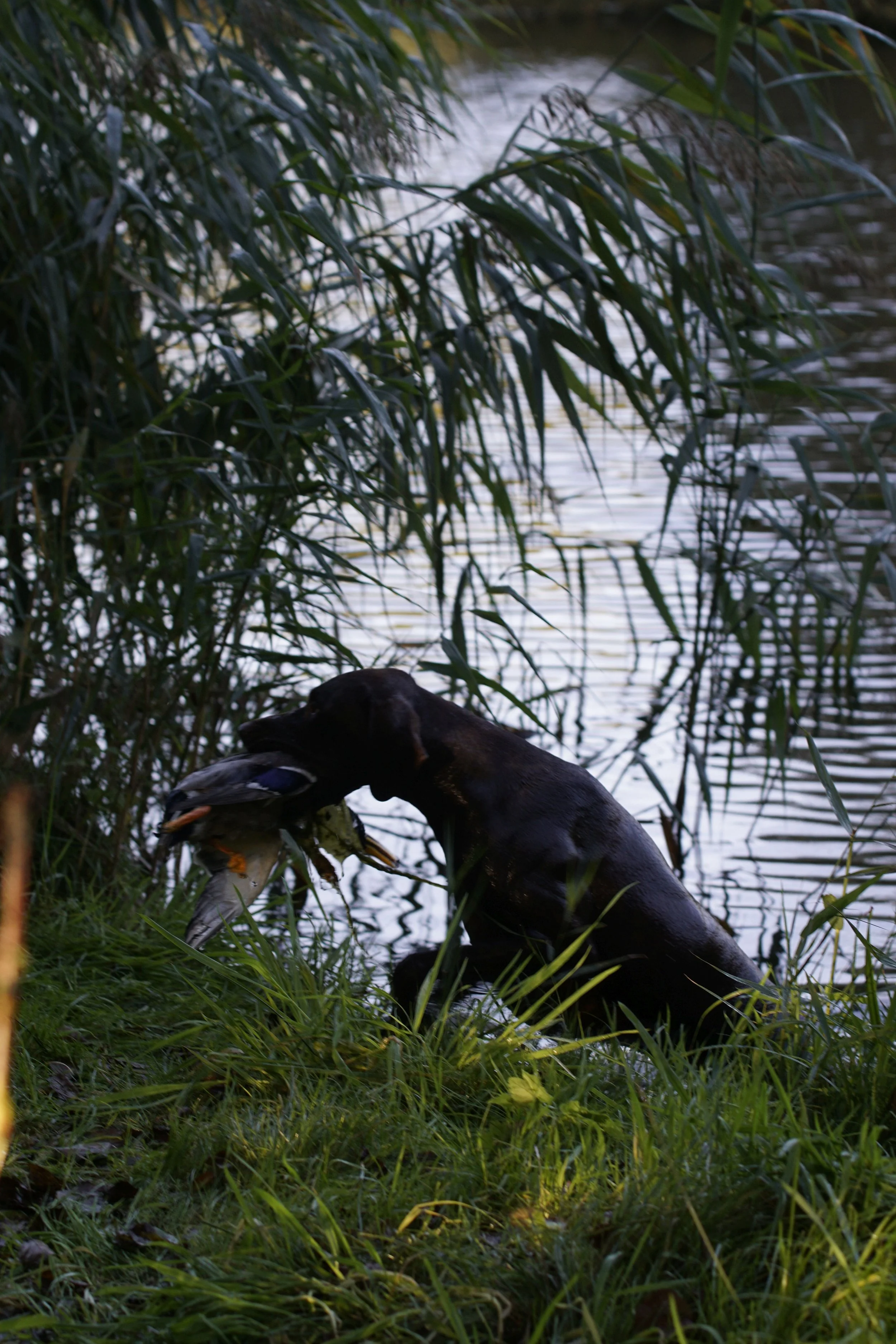 _DSC2785.JPG