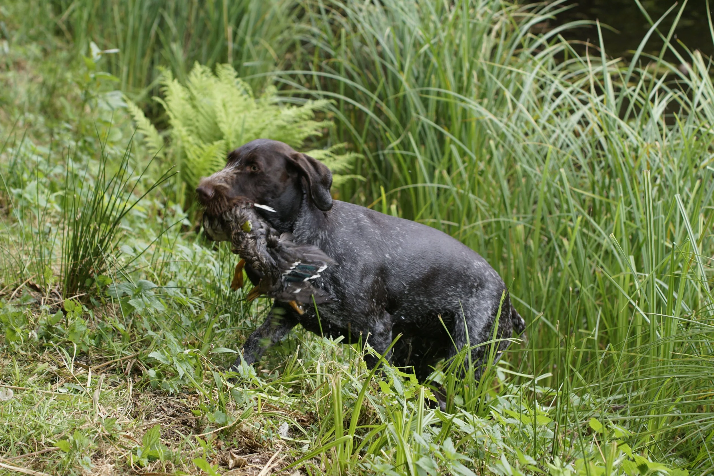 _DSC9797.JPG