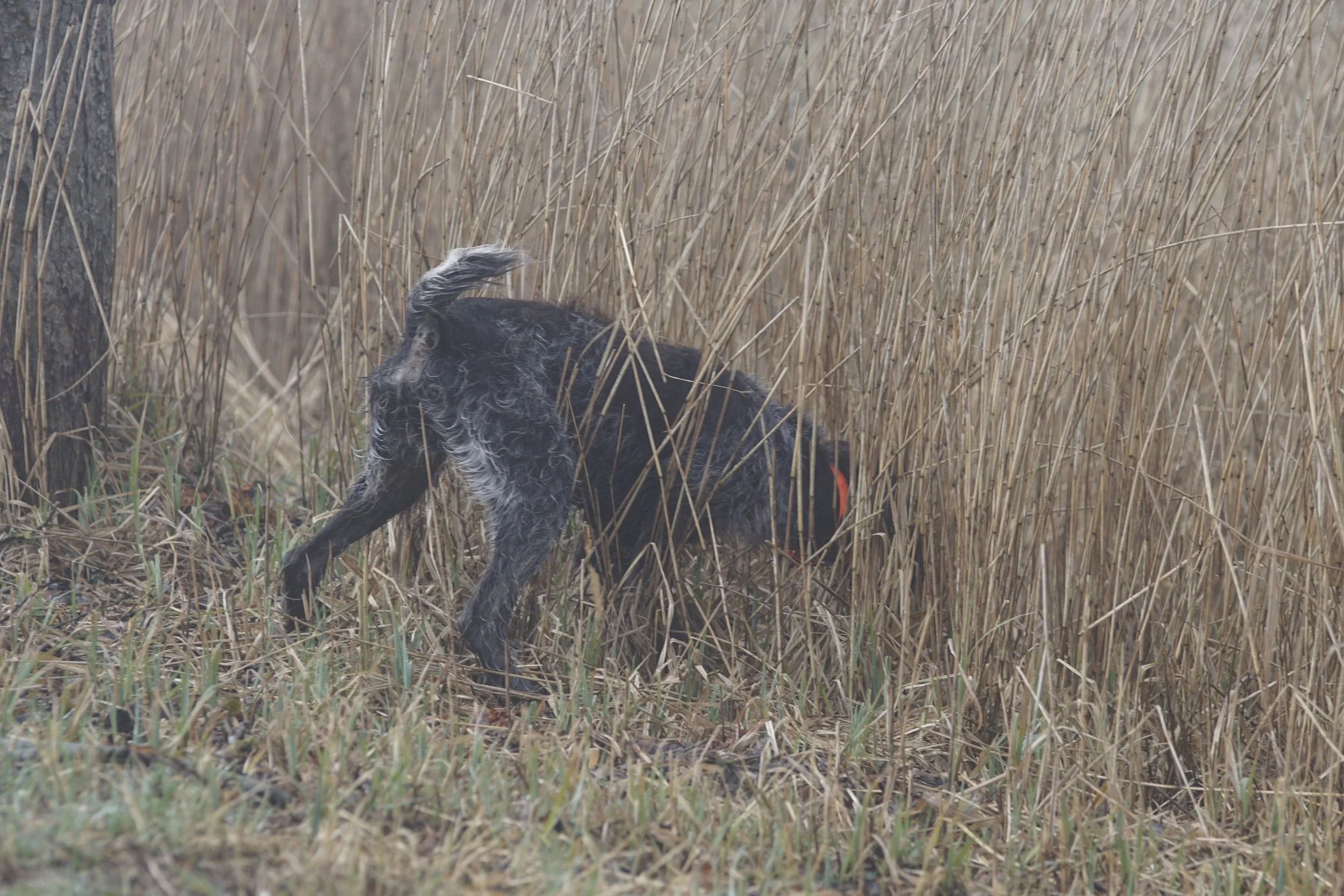 _DSC0078.JPG