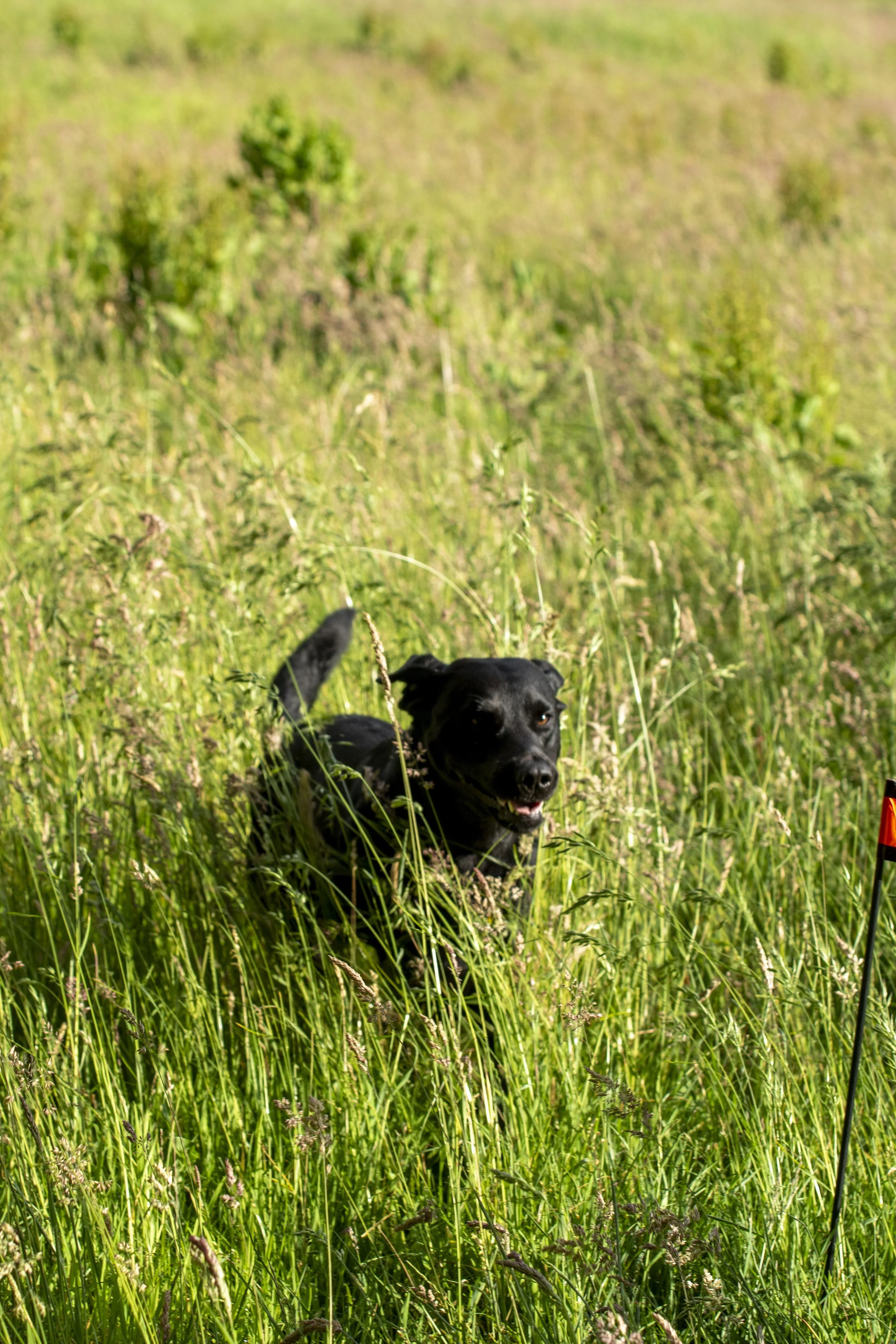 _DSC4712.jpg