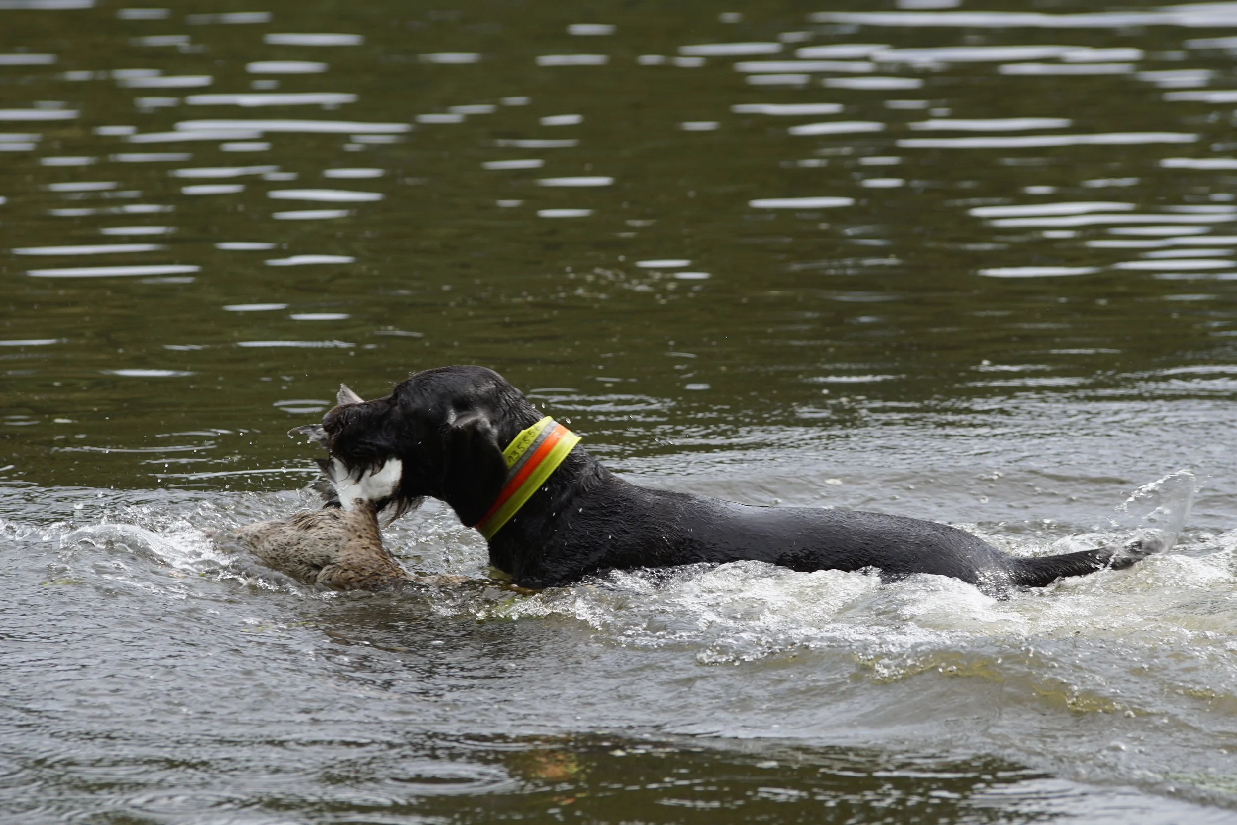 _DSC9563.JPG