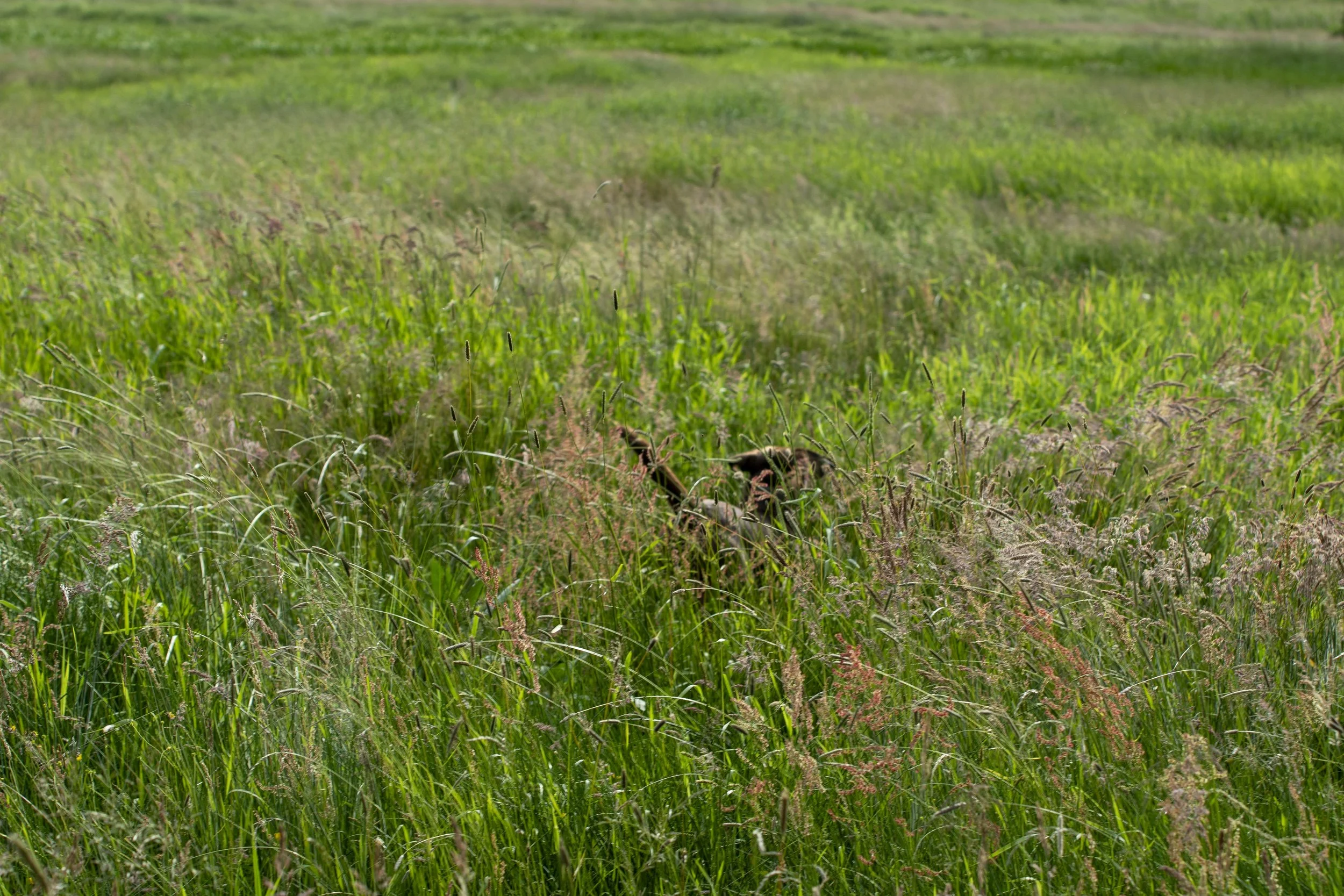 _DSC4808.jpg