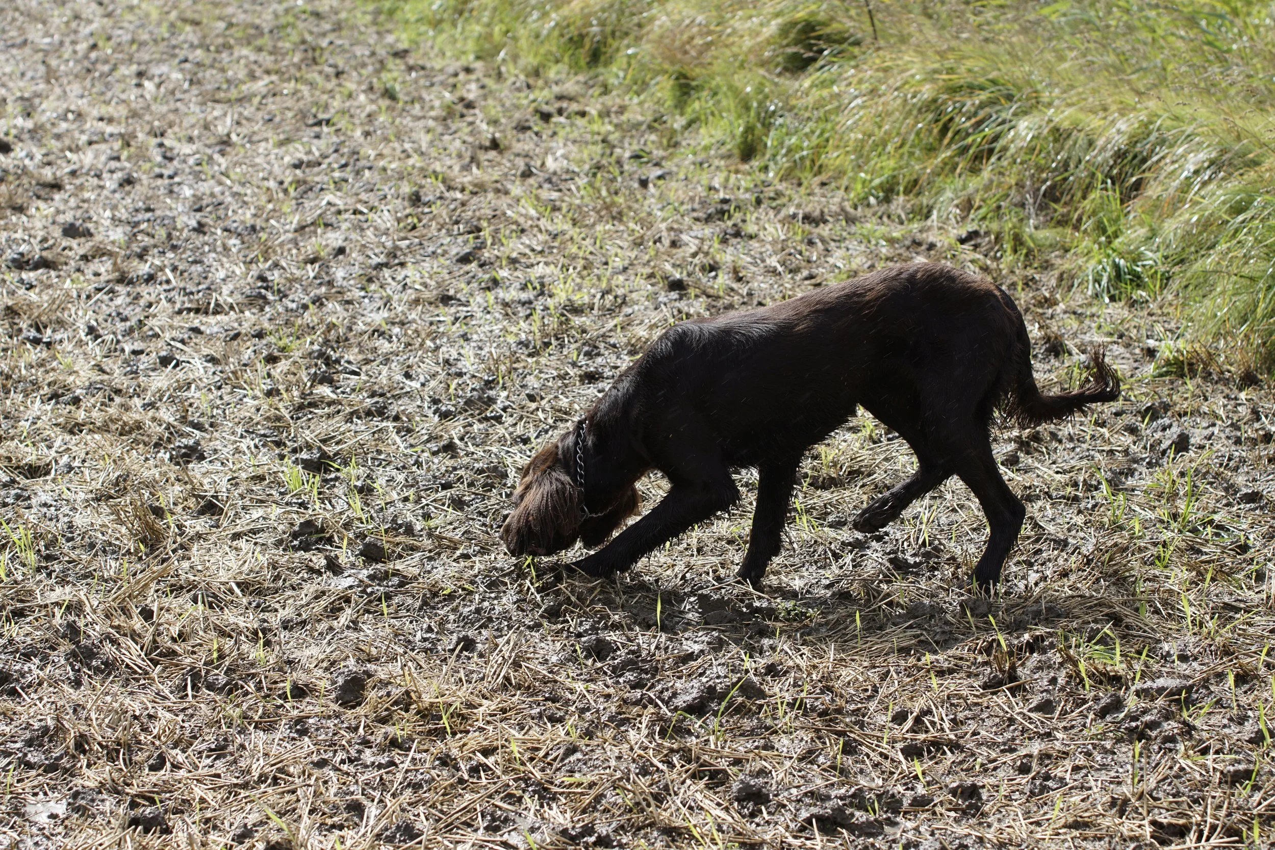_DSC8103.JPG