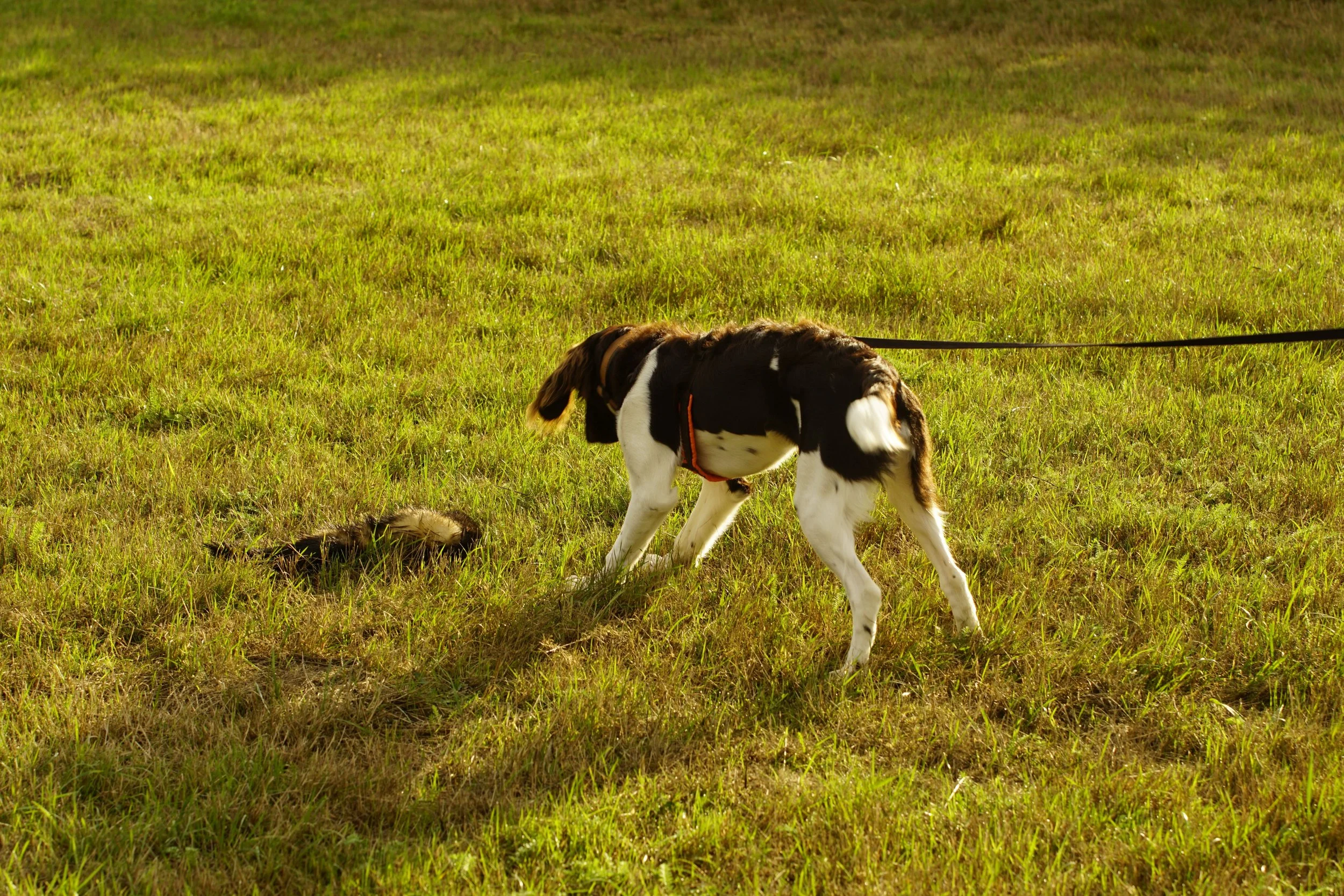 _DSC6584.JPG