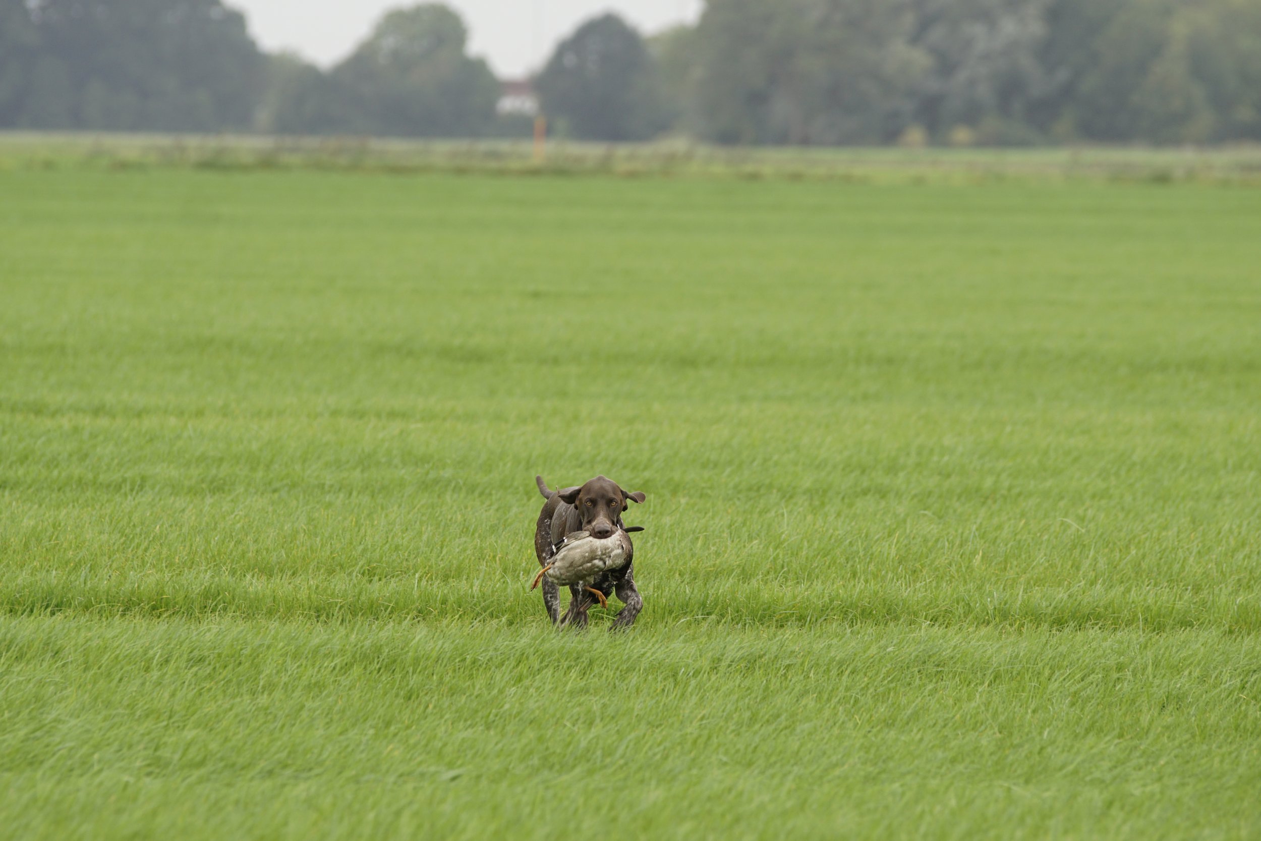 _DSC9454.JPG