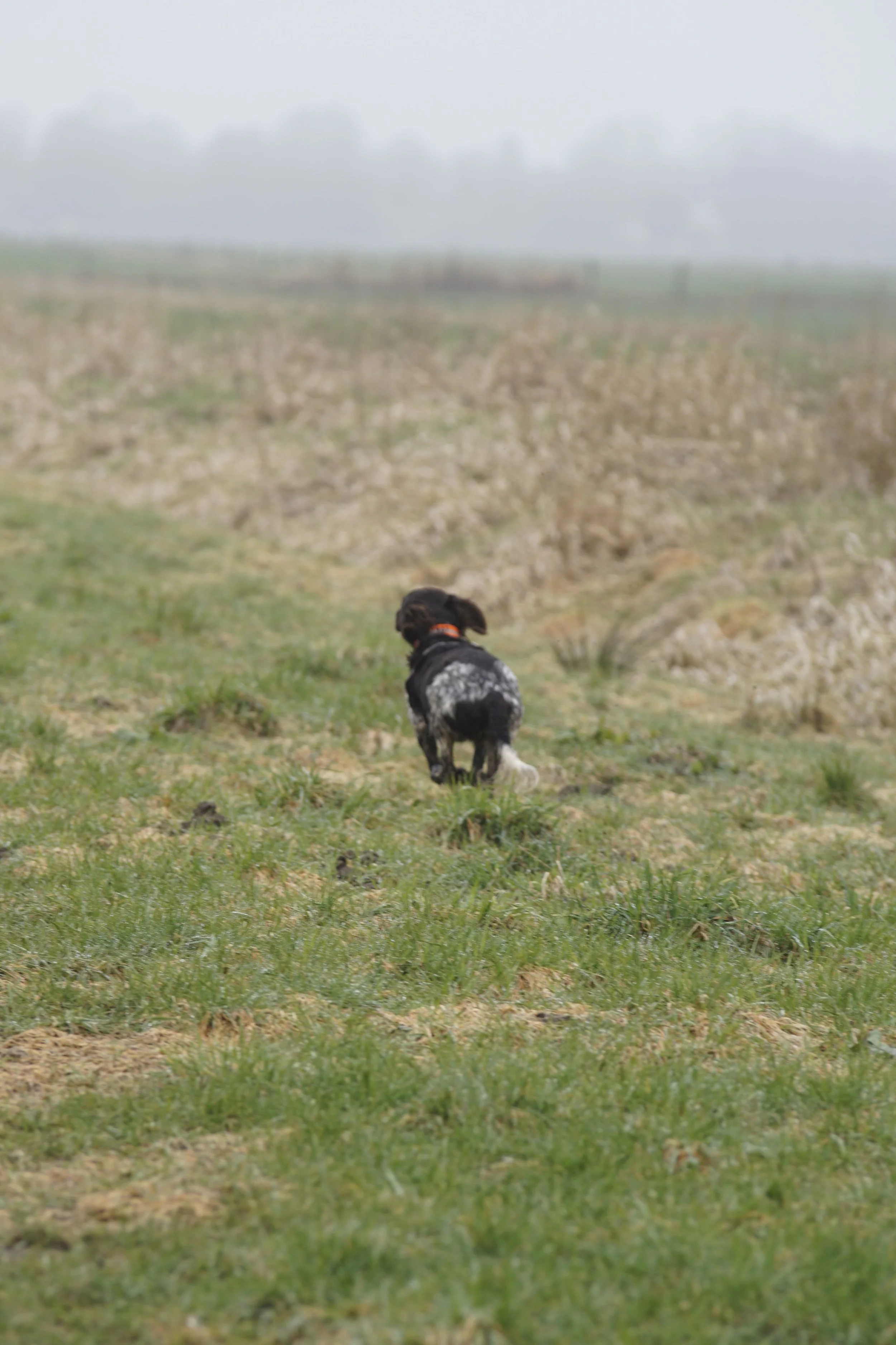 _DSC0334.JPG