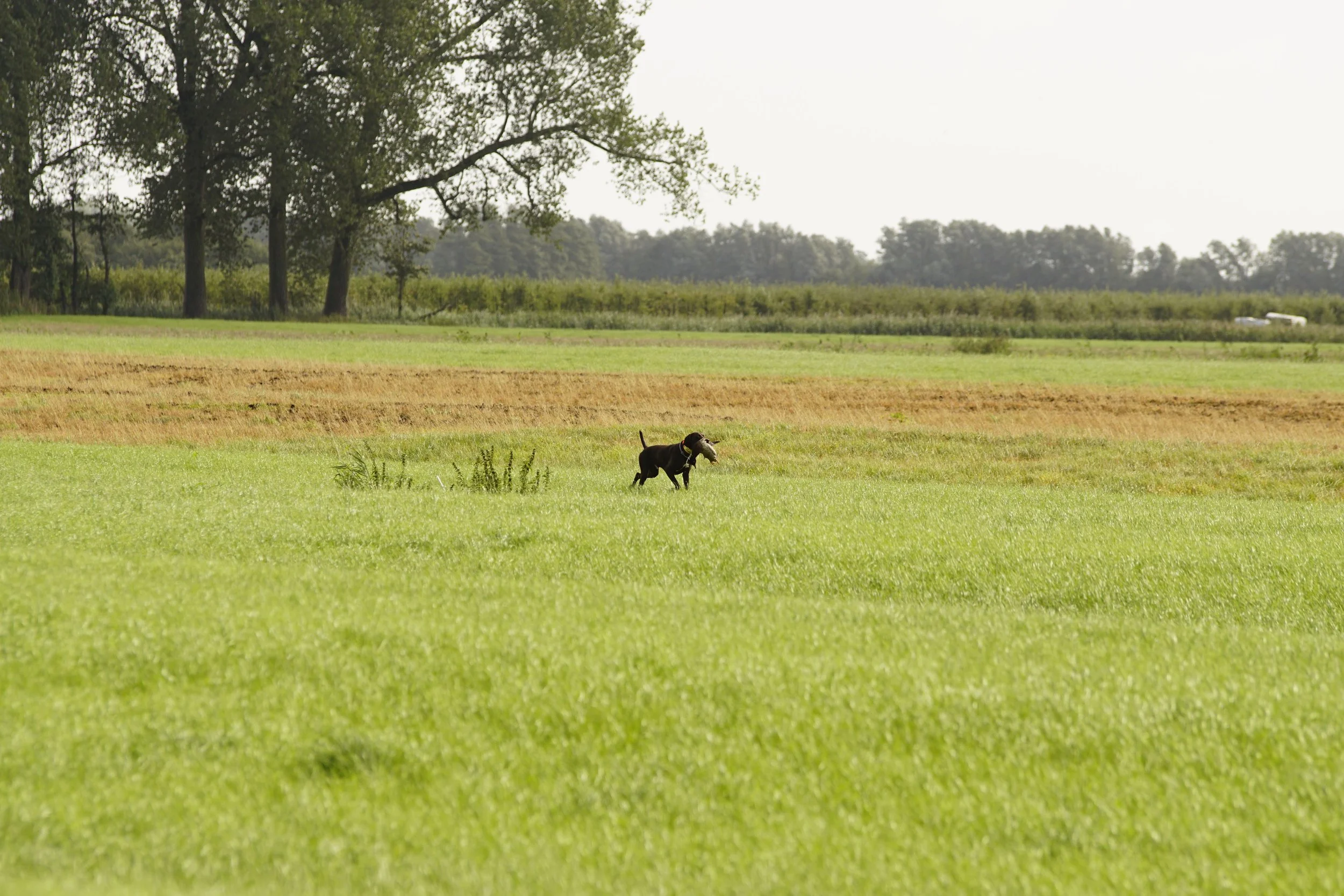 _DSC7732.JPG