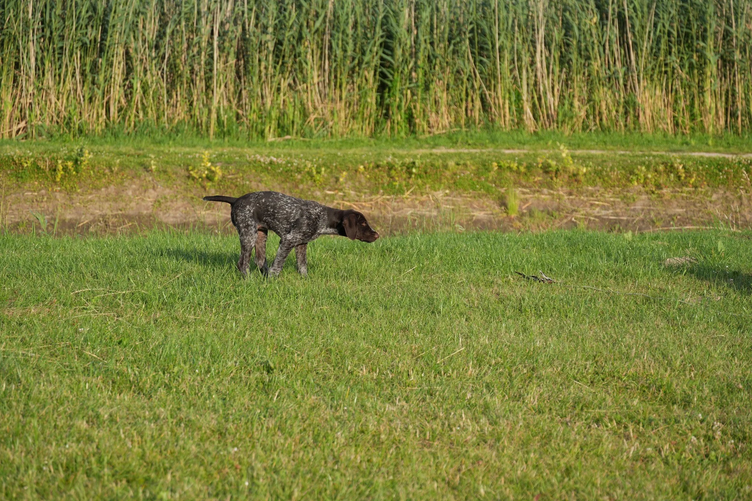 DSC08936.JPG
