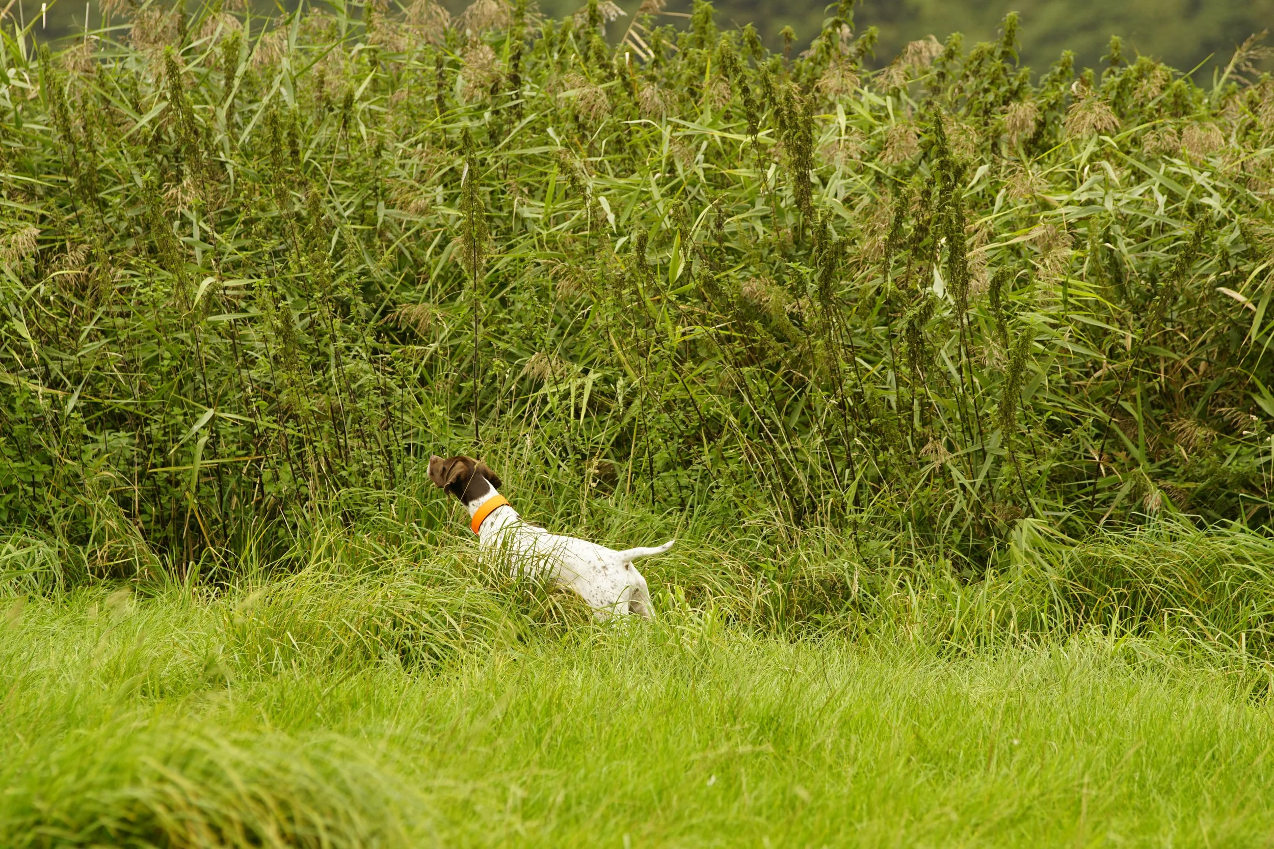 _DSC9248.JPG