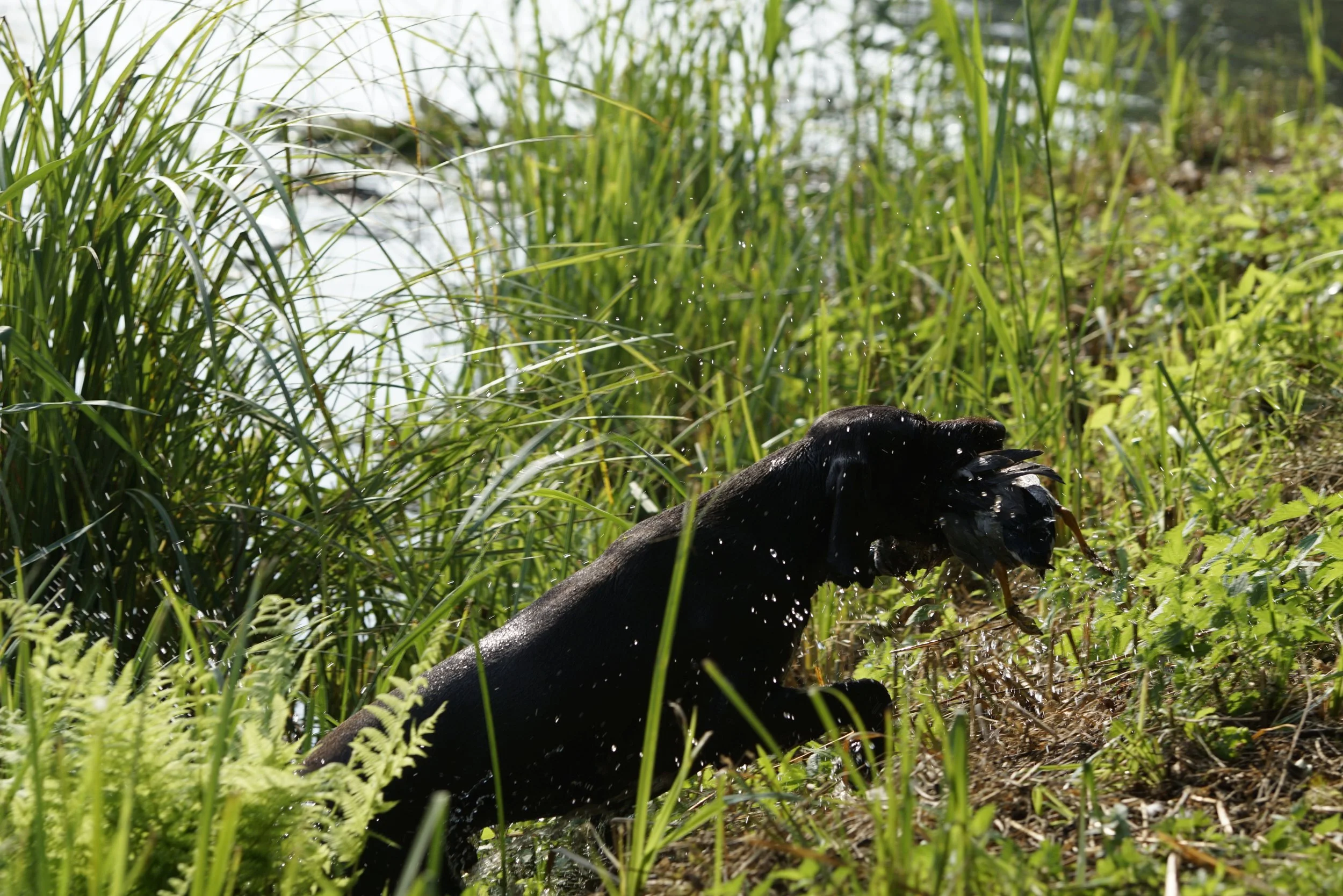 _DSC9004.JPG