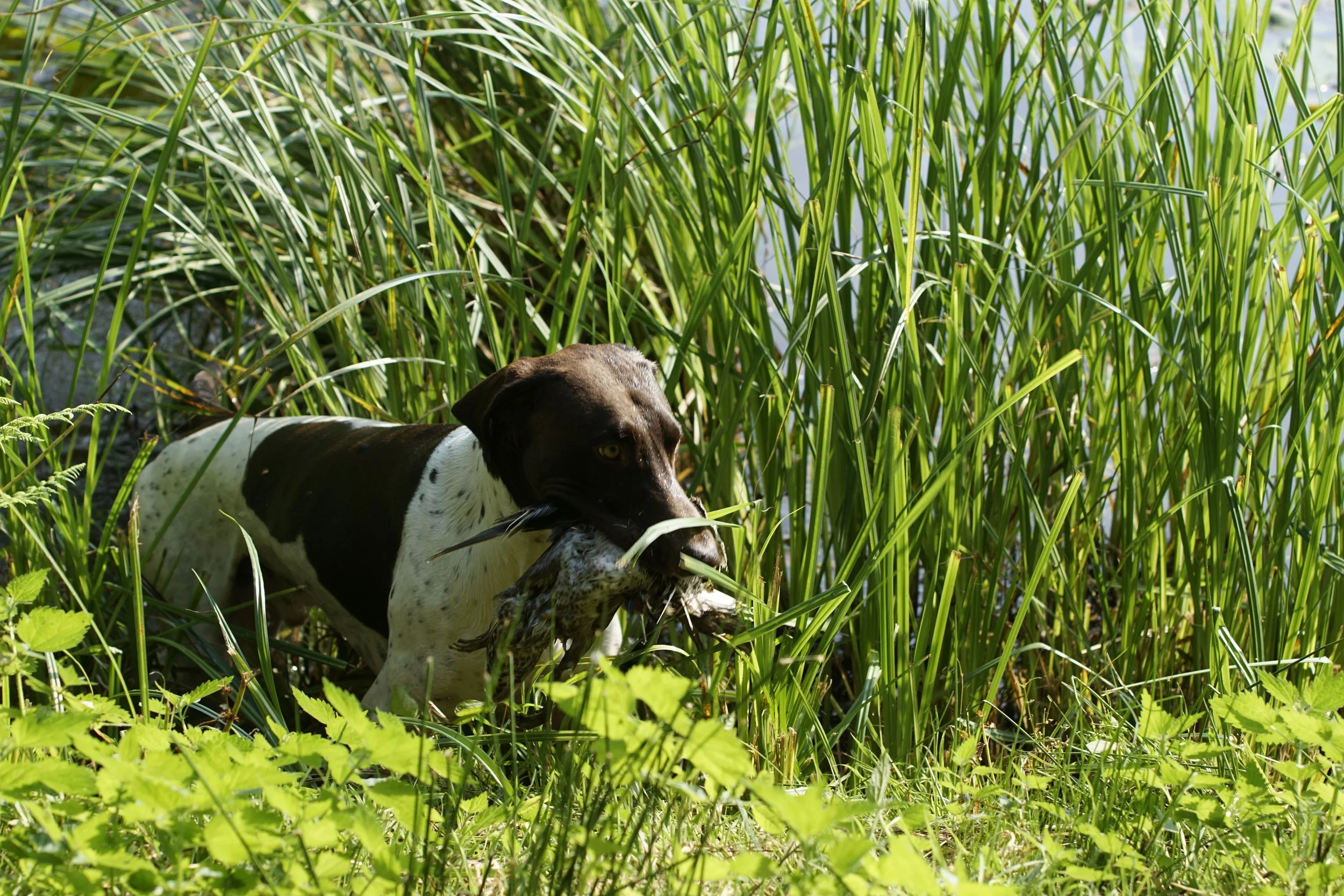 _DSC9133.JPG
