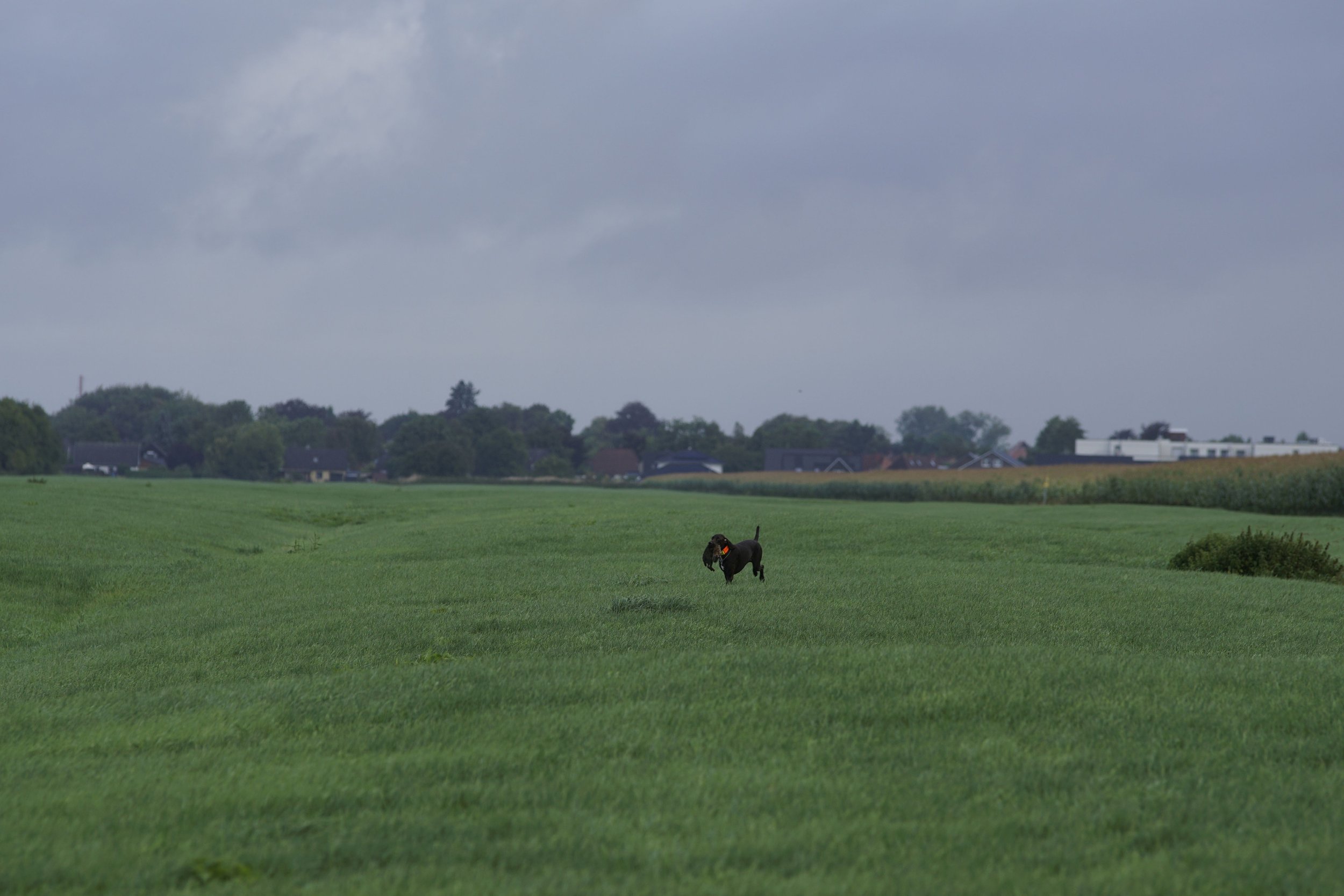 _DSC7594.JPG