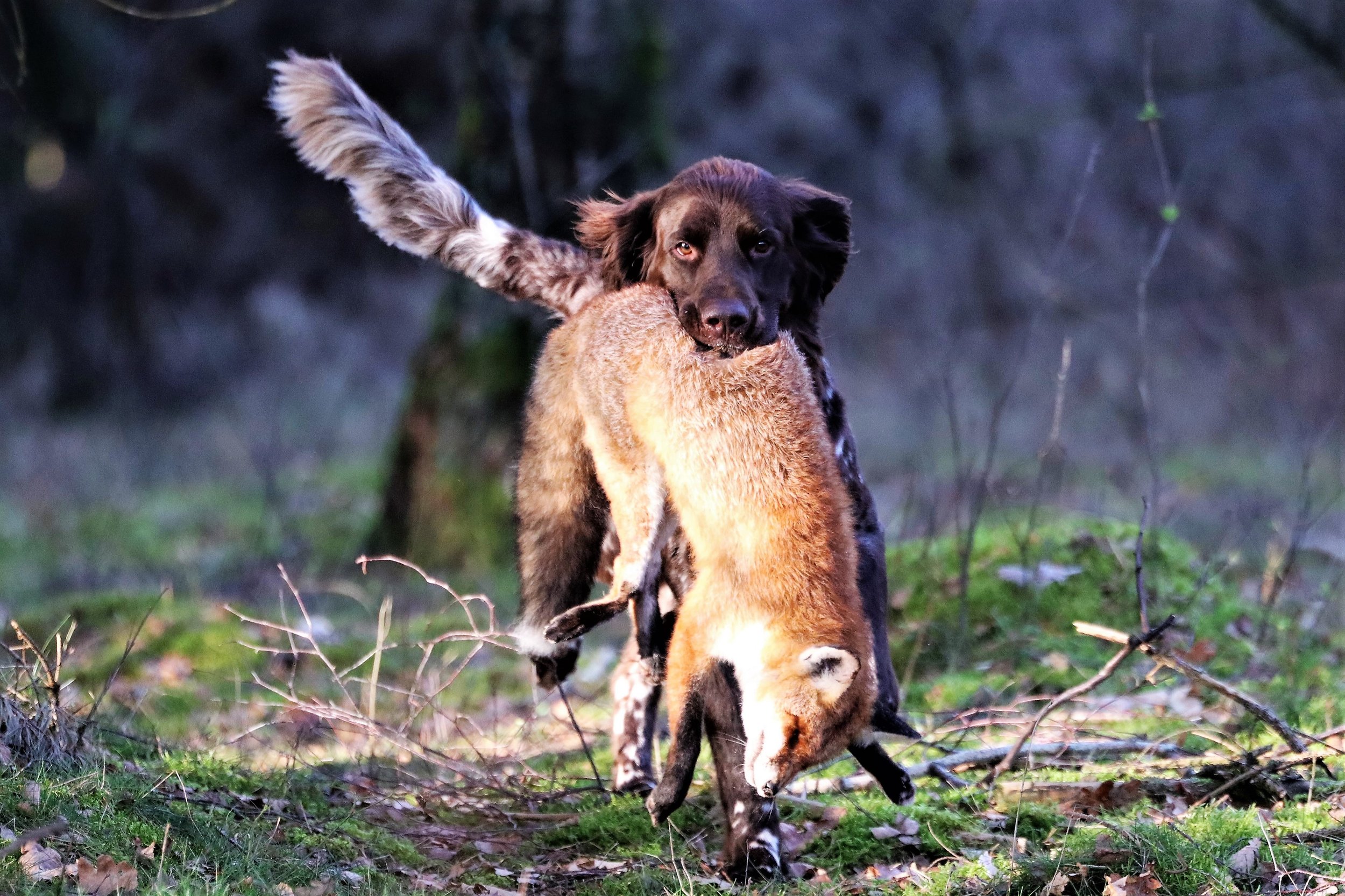 Bringtreueprüfung (Btr-1) im Revier Heimbruch durchgeführt