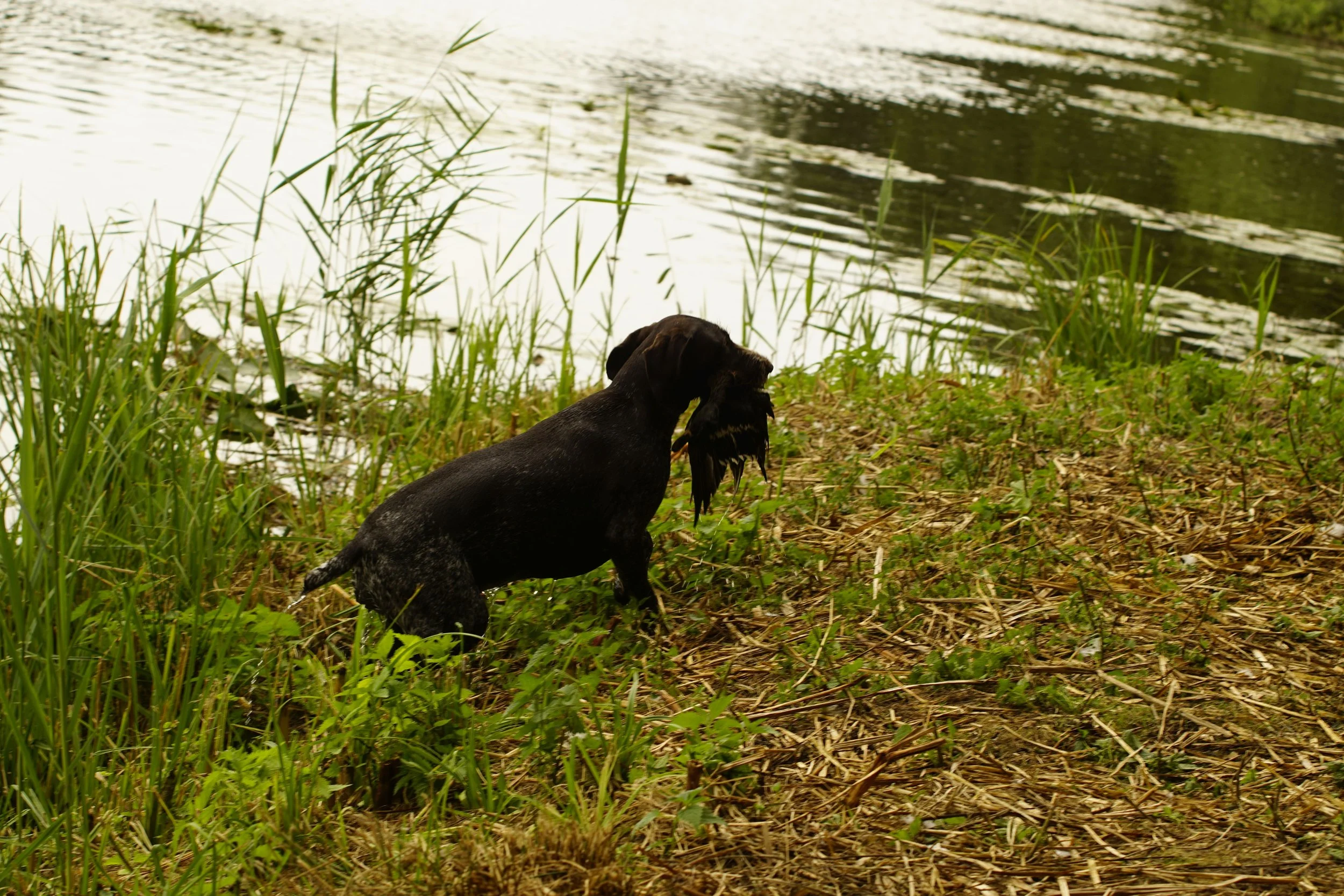 _DSC9752.JPG
