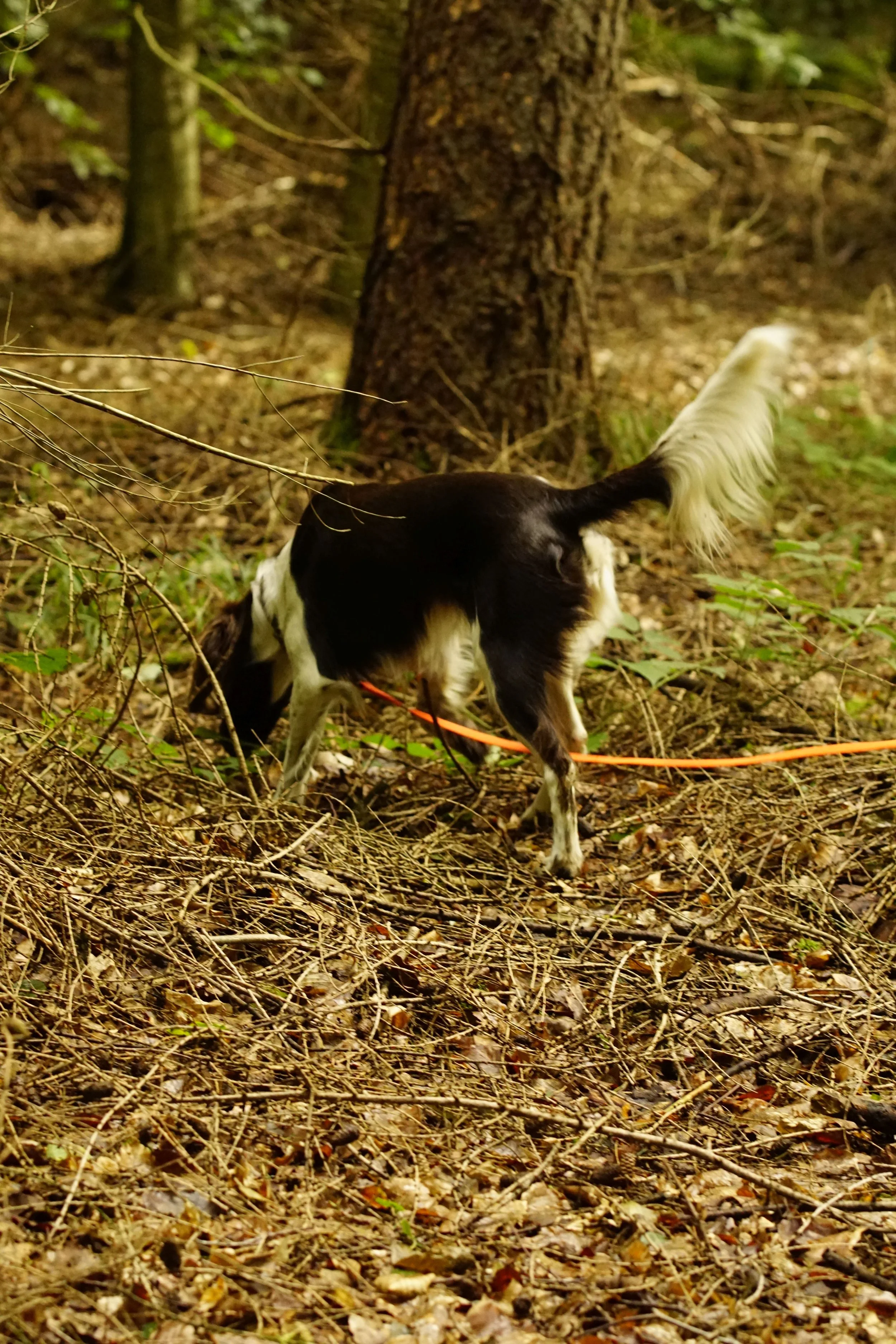 _DSC8379.JPG