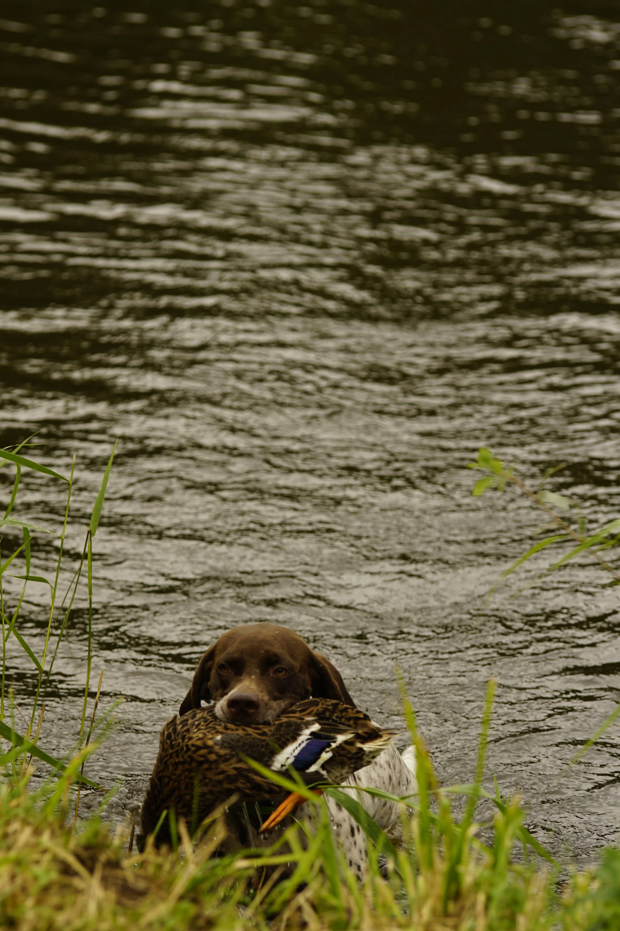 _DSC9006.JPG