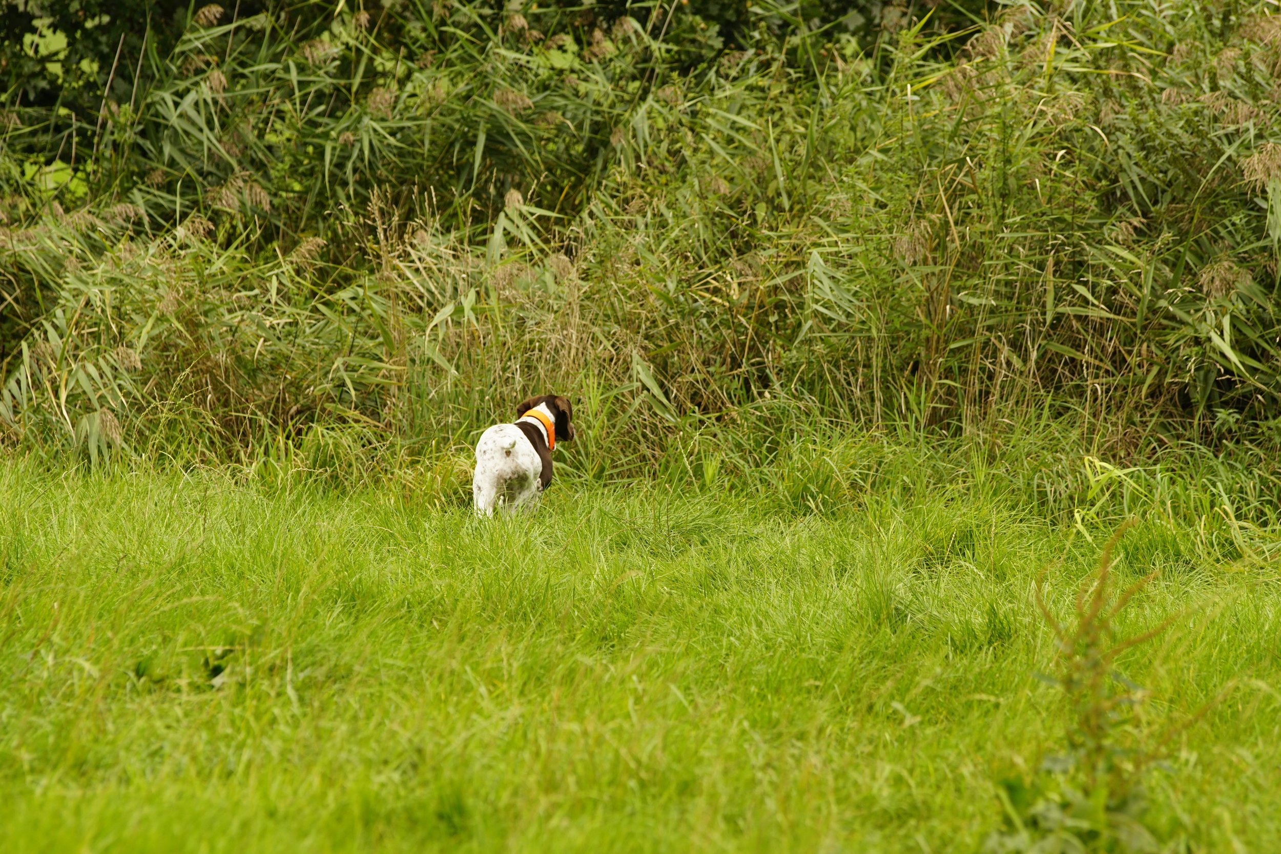 _DSC9250.JPG