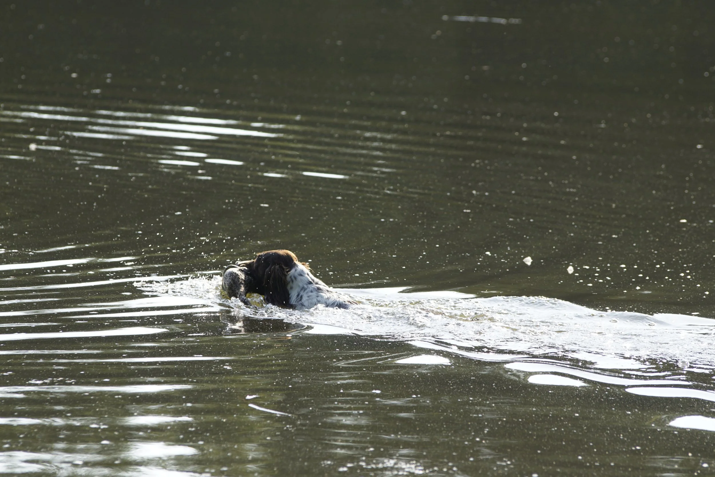 _DSC8876.JPG