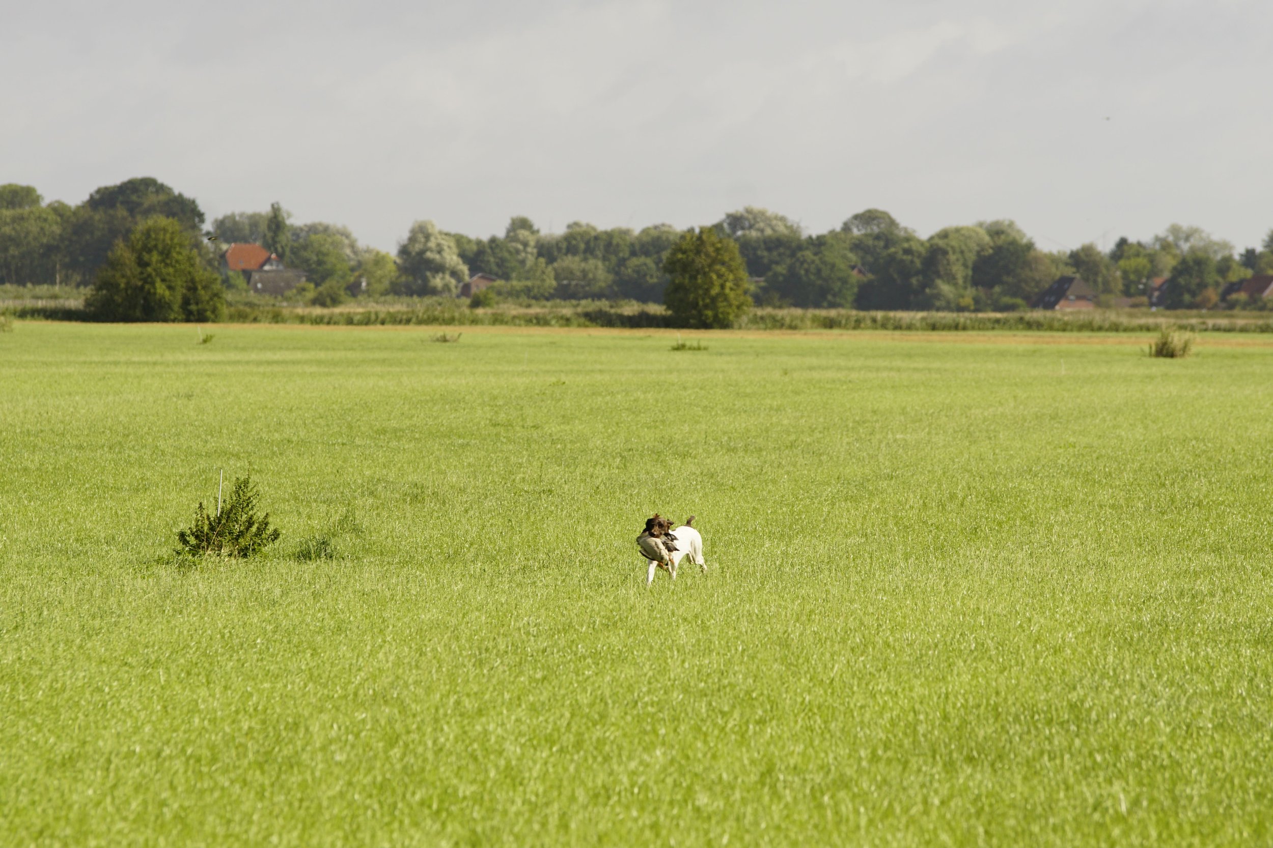 _DSC7799.JPG