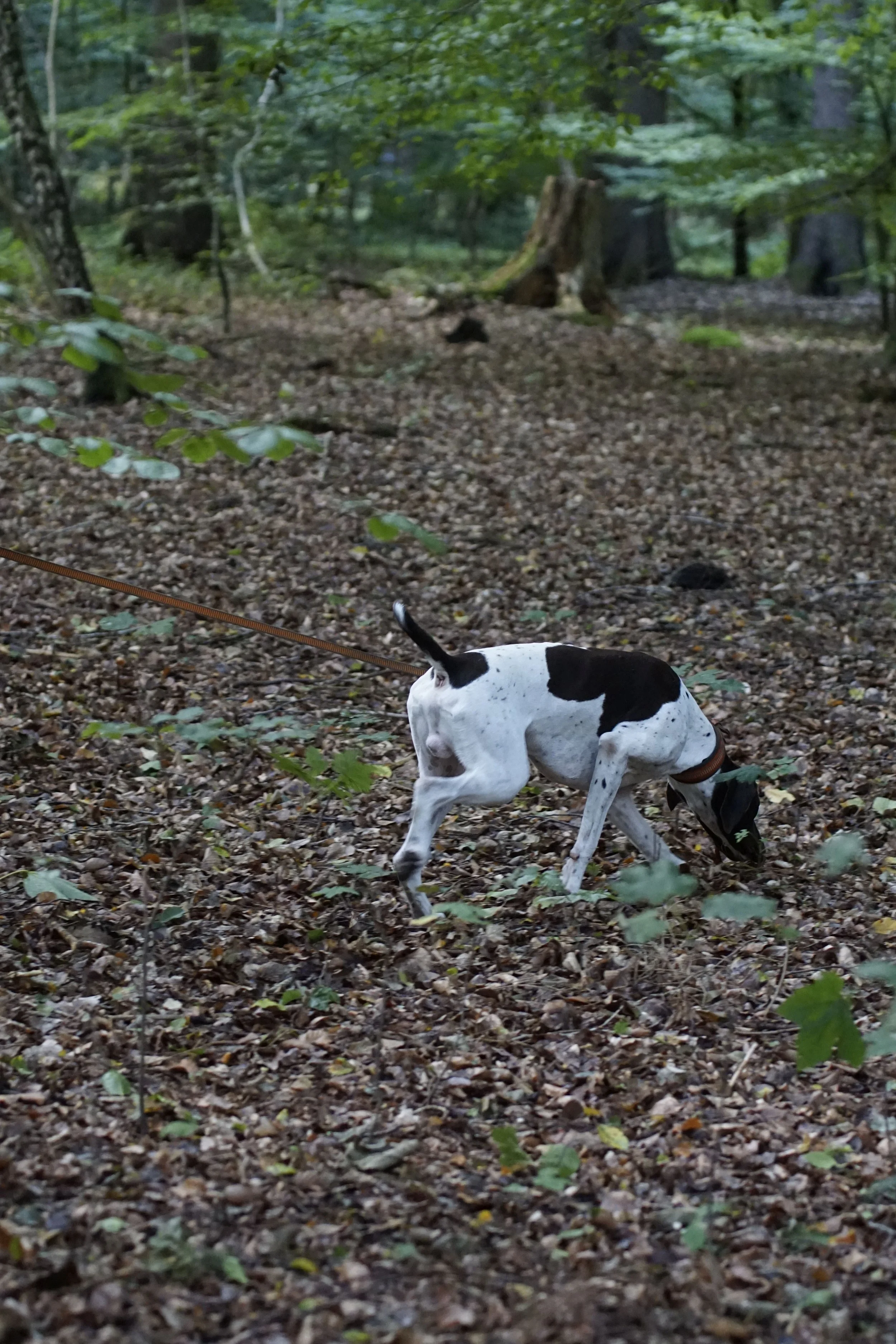 _DSC8216.JPG