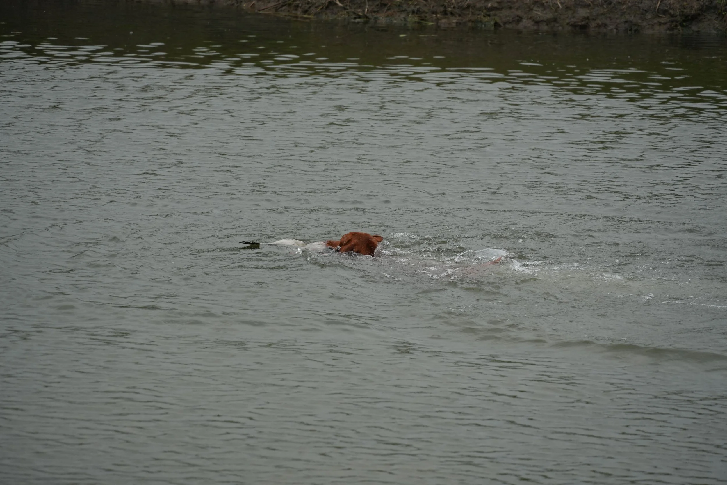 DSC08750.JPG