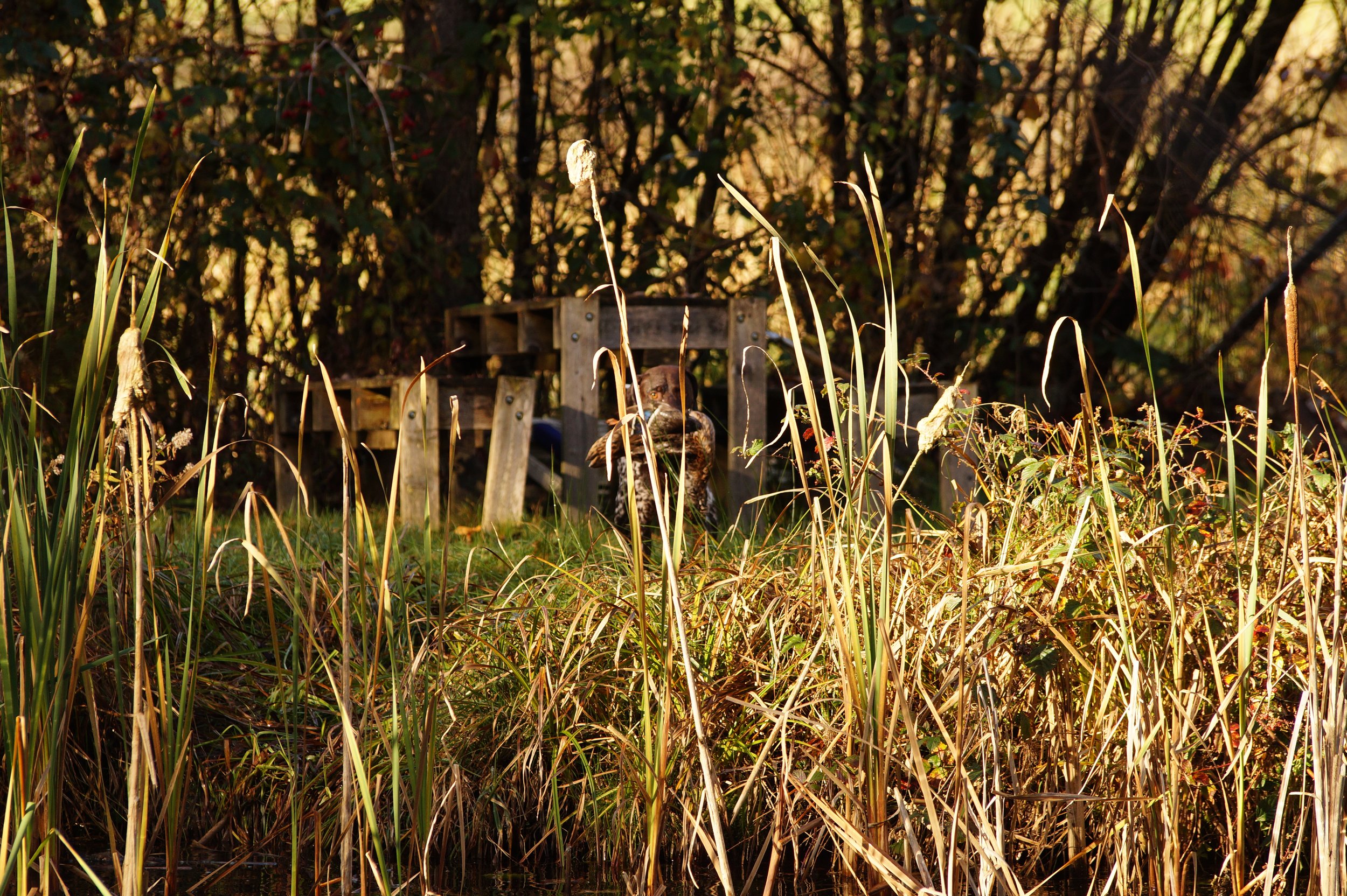 DSC08976.JPG