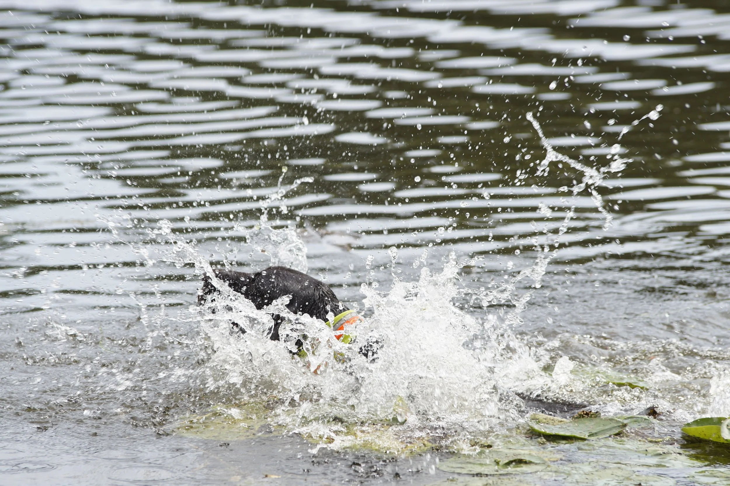 _DSC9560.JPG
