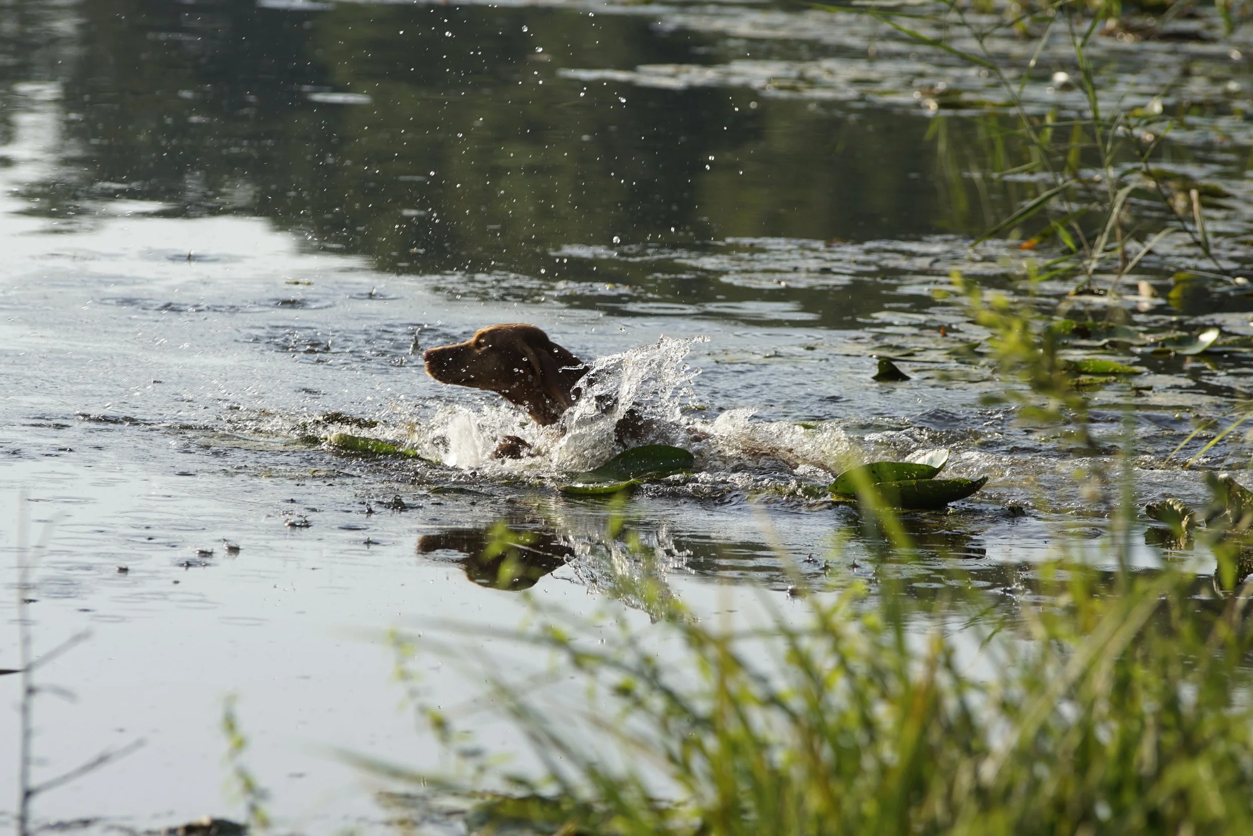 _DSC8678.JPG
