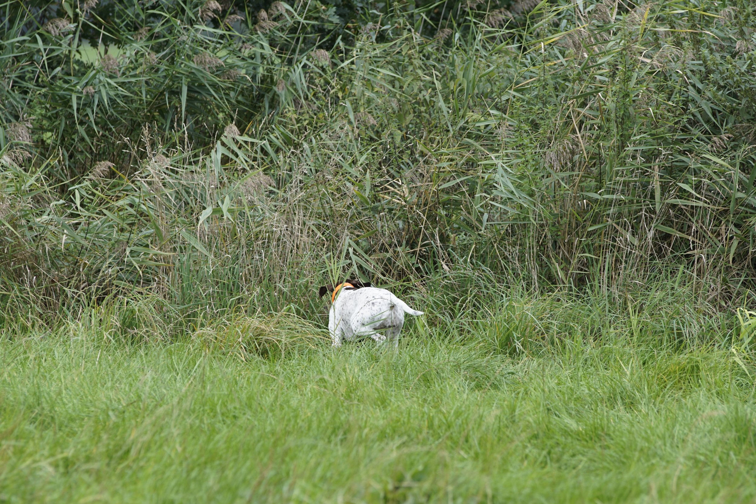 _DSC9254.JPG