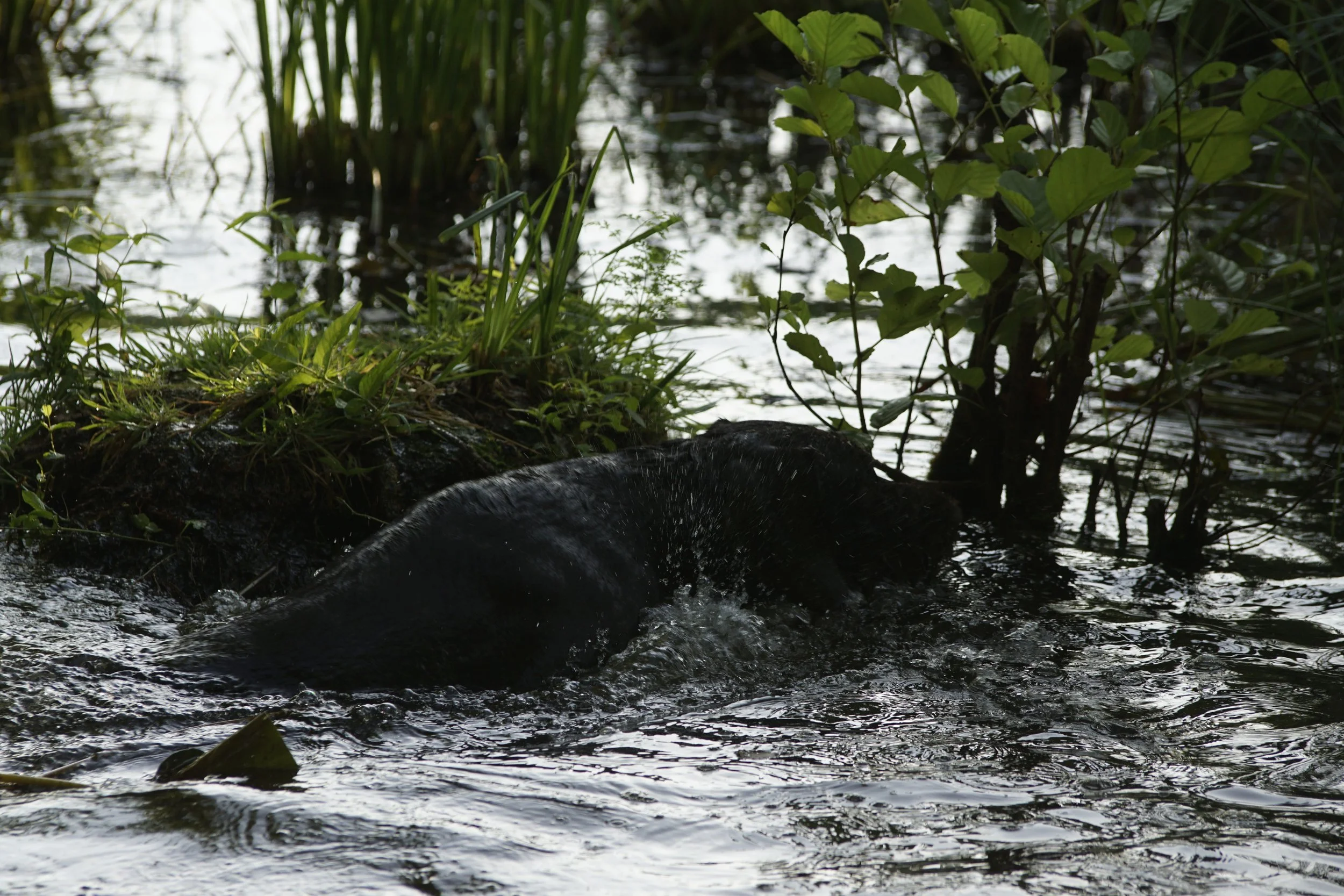 _DSC8623.JPG