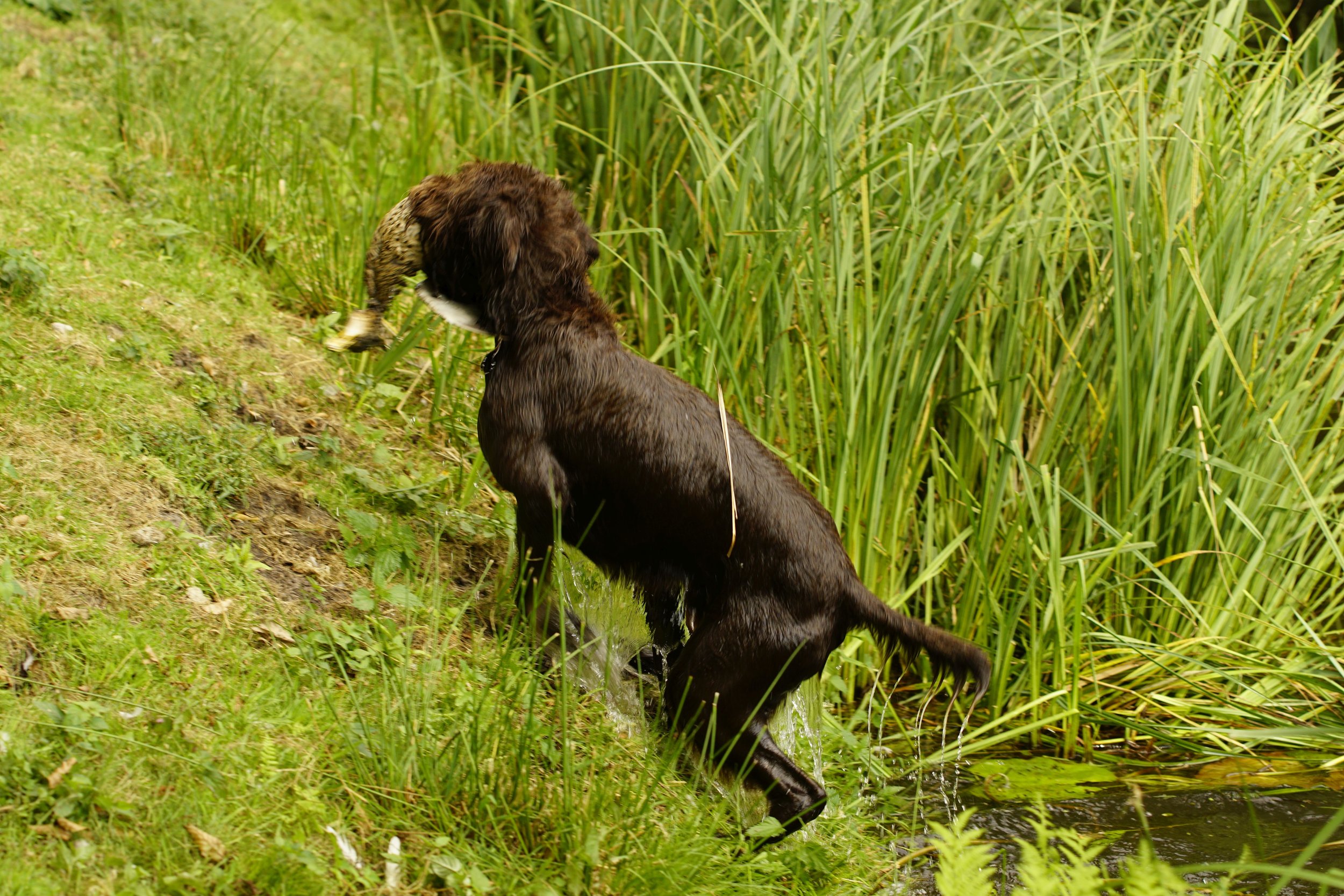 _DSC9477.JPG