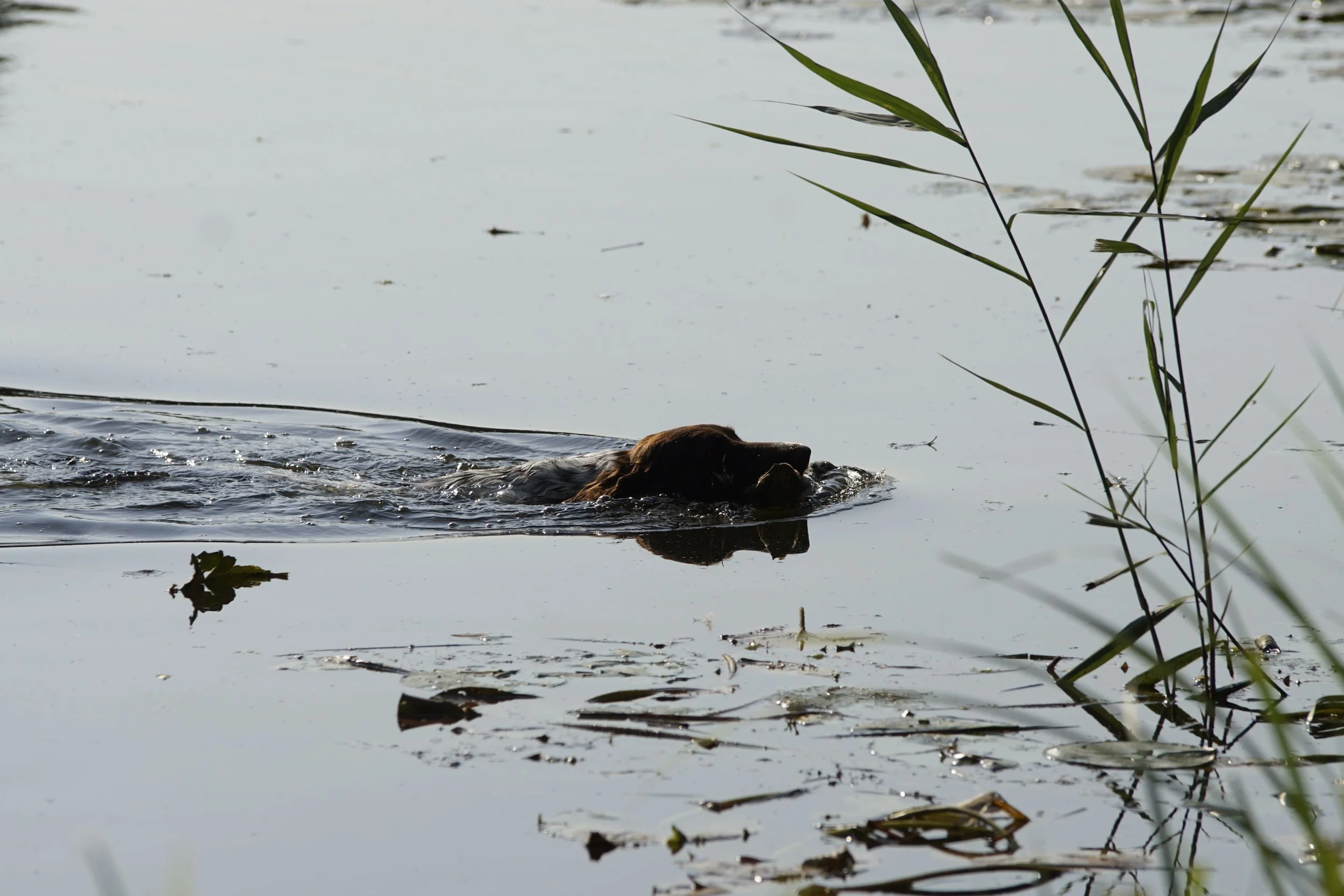 _DSC8879.JPG